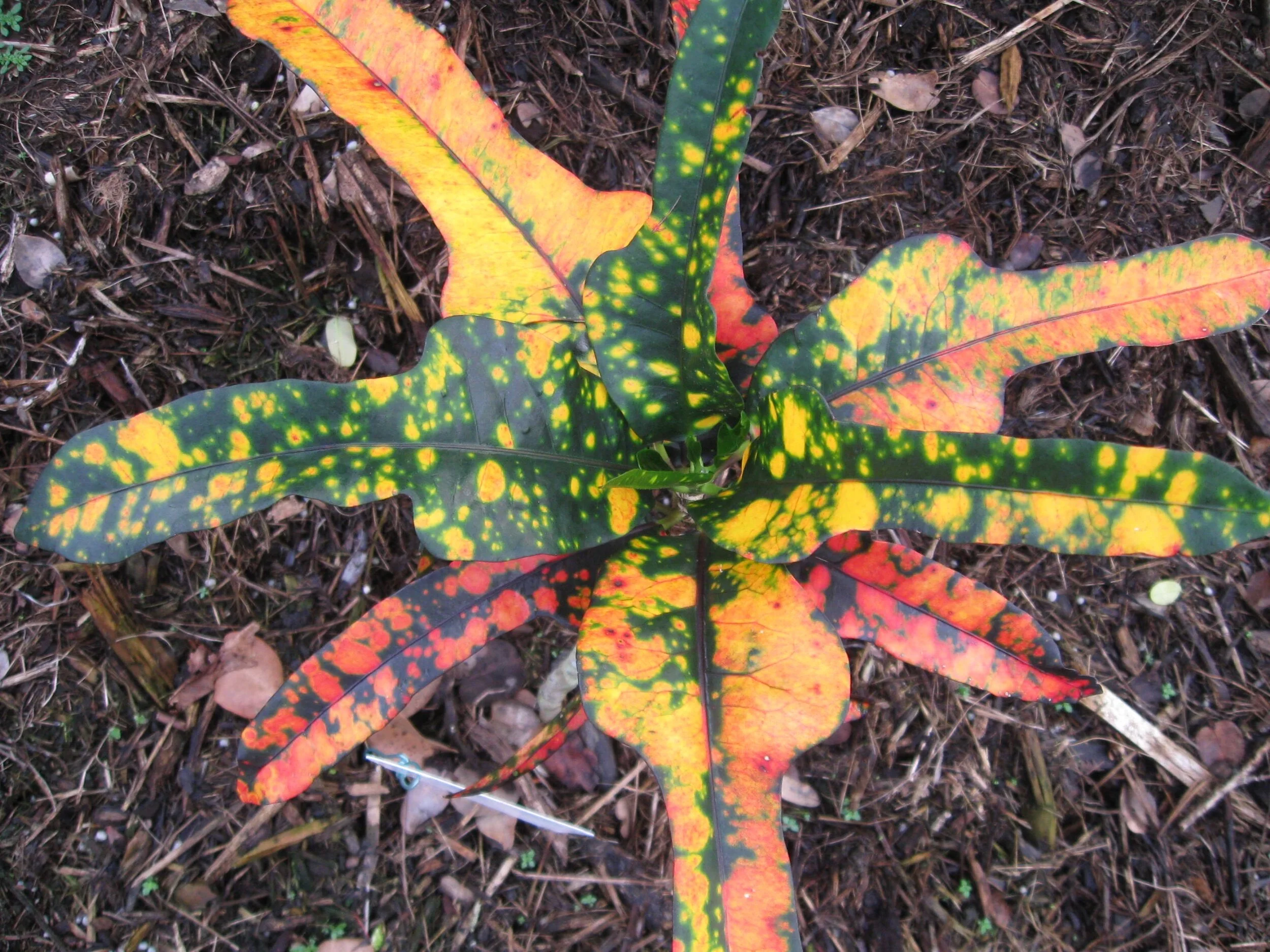 Codiaeum 'Tiger Eye'.jpg
