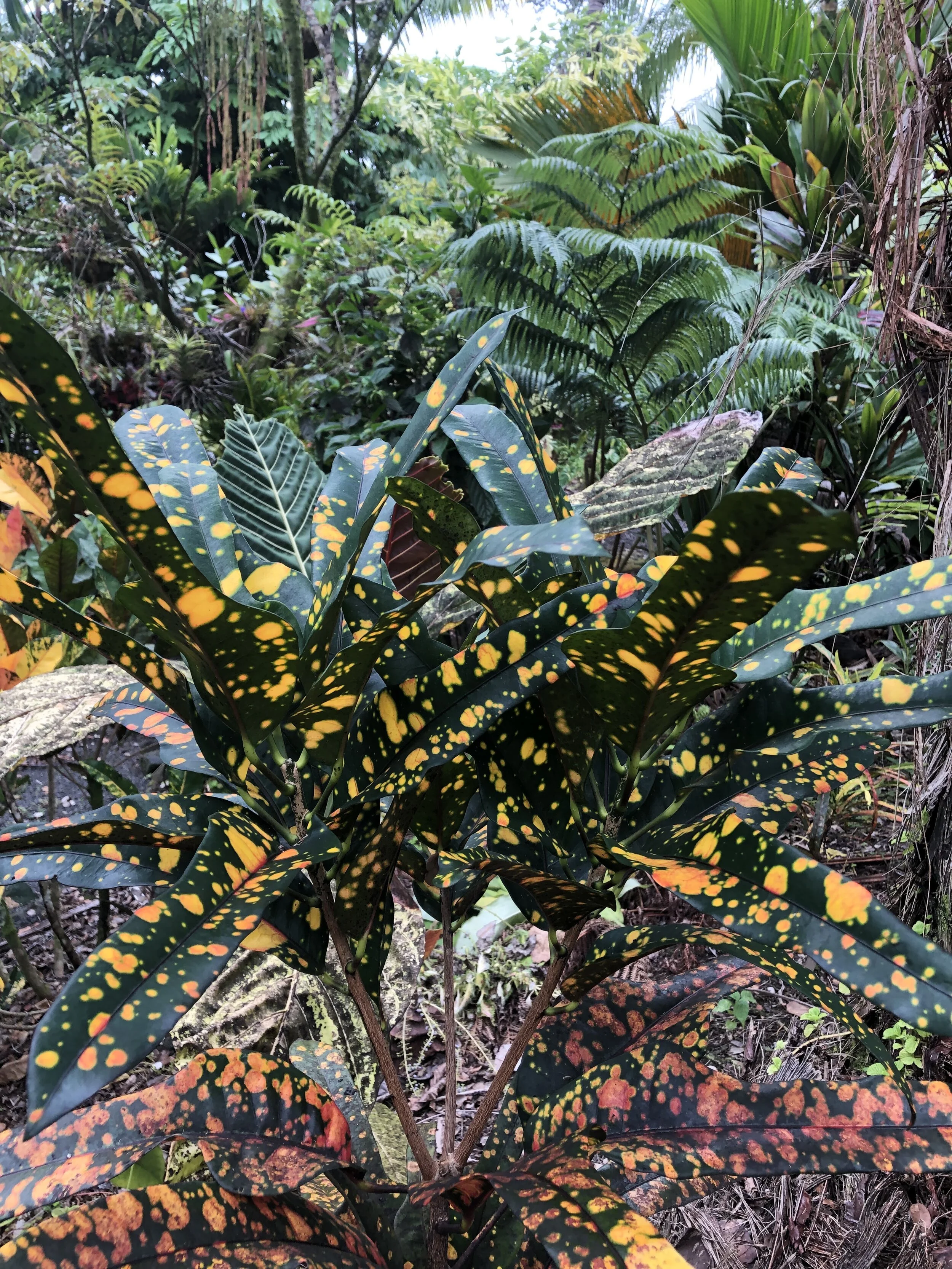 Codiaeum 'Tiger Eye' (3).jpg