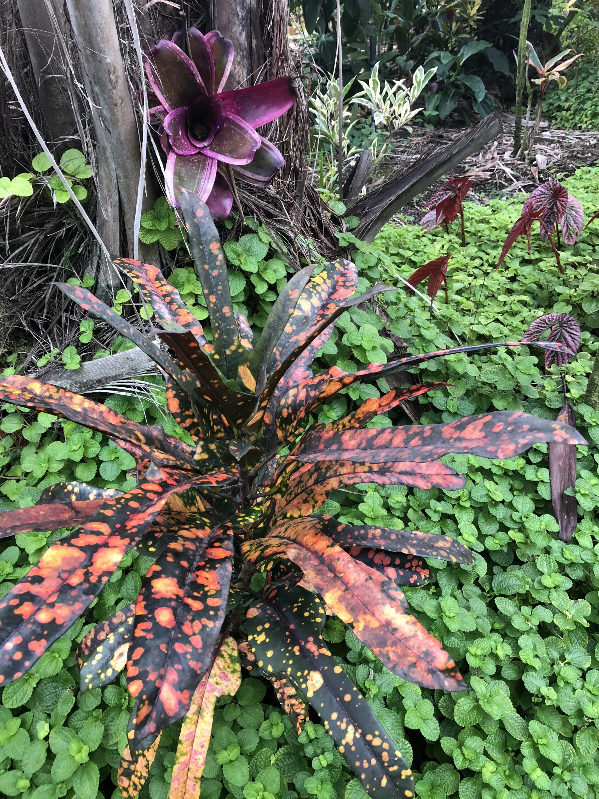 Codiaeum 'Tiger Eye' (2).jpg