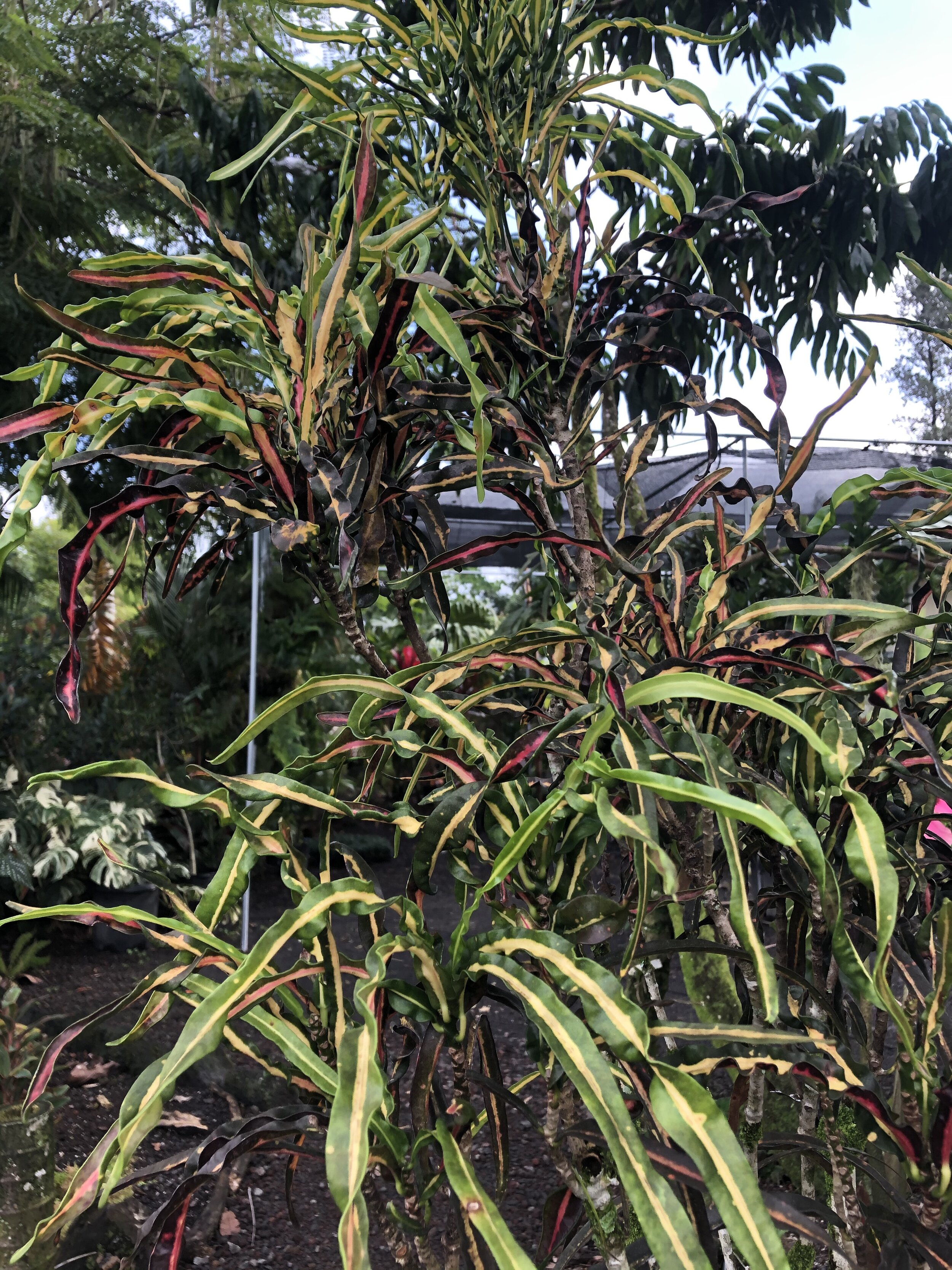 Codiaeum 'Twist and Turn' (2).jpg