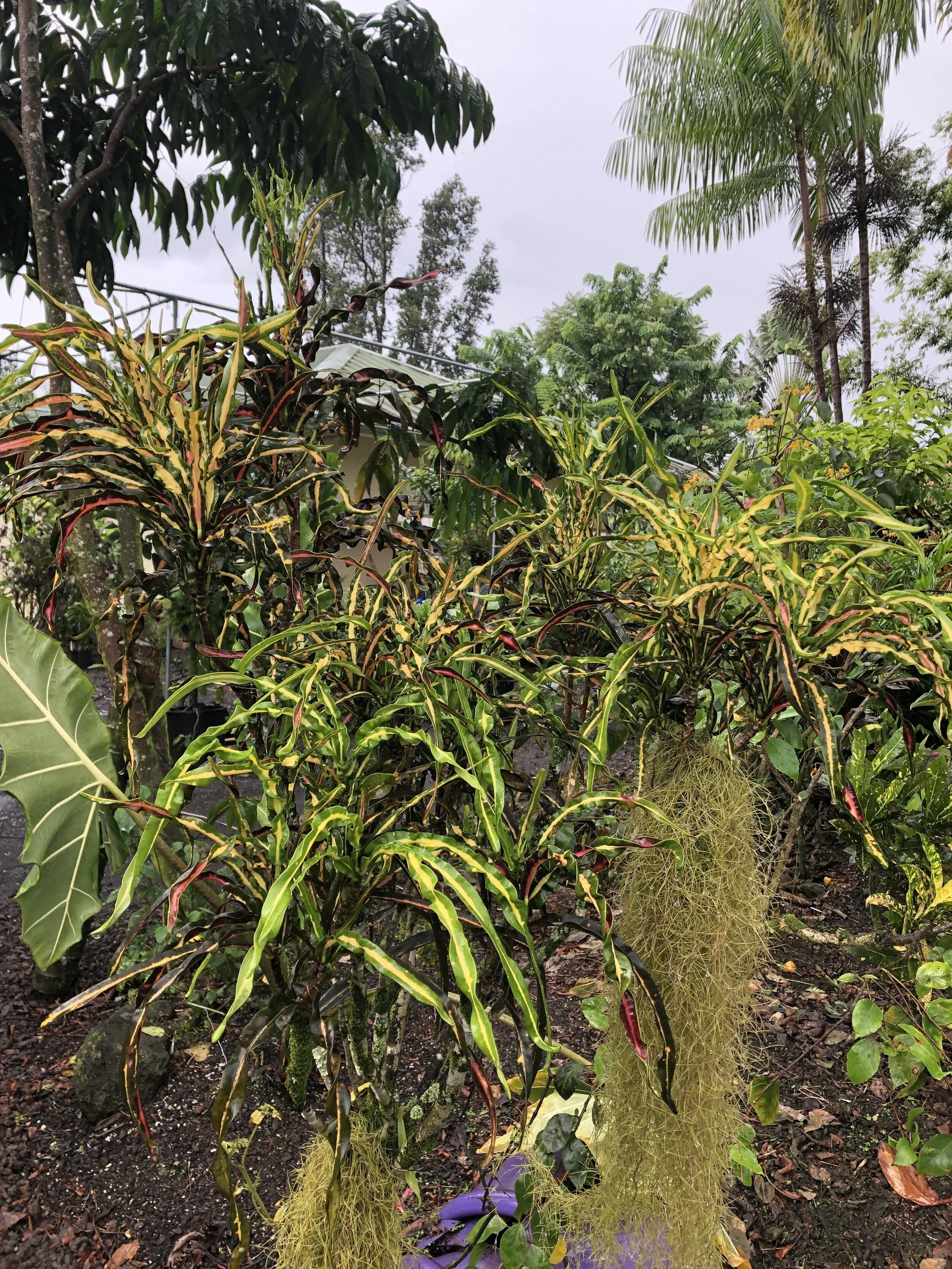 Codiaeum 'Twist and Turn'.jpg