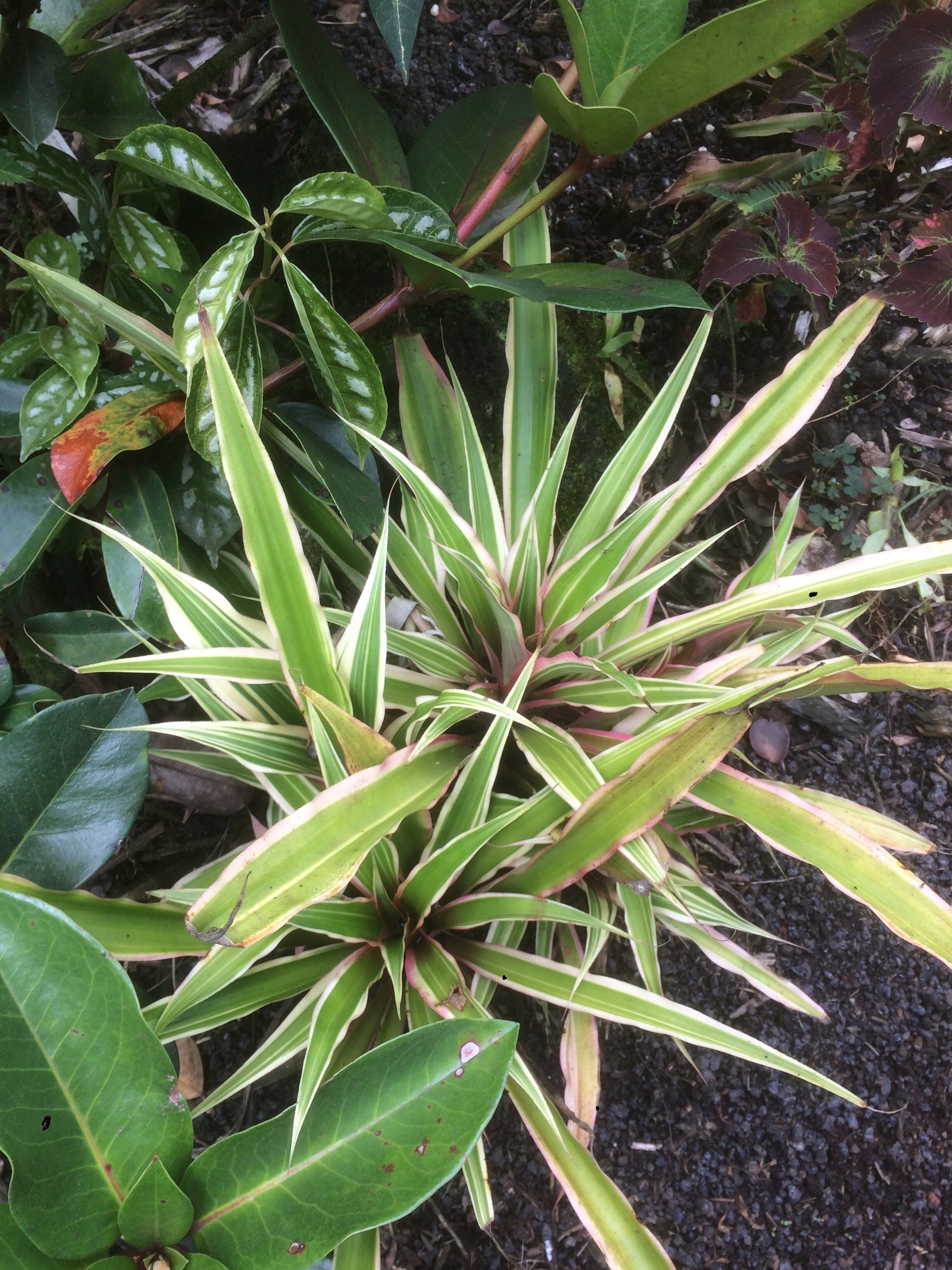 Cryptanthus bromeliodes var tricolor.jpg