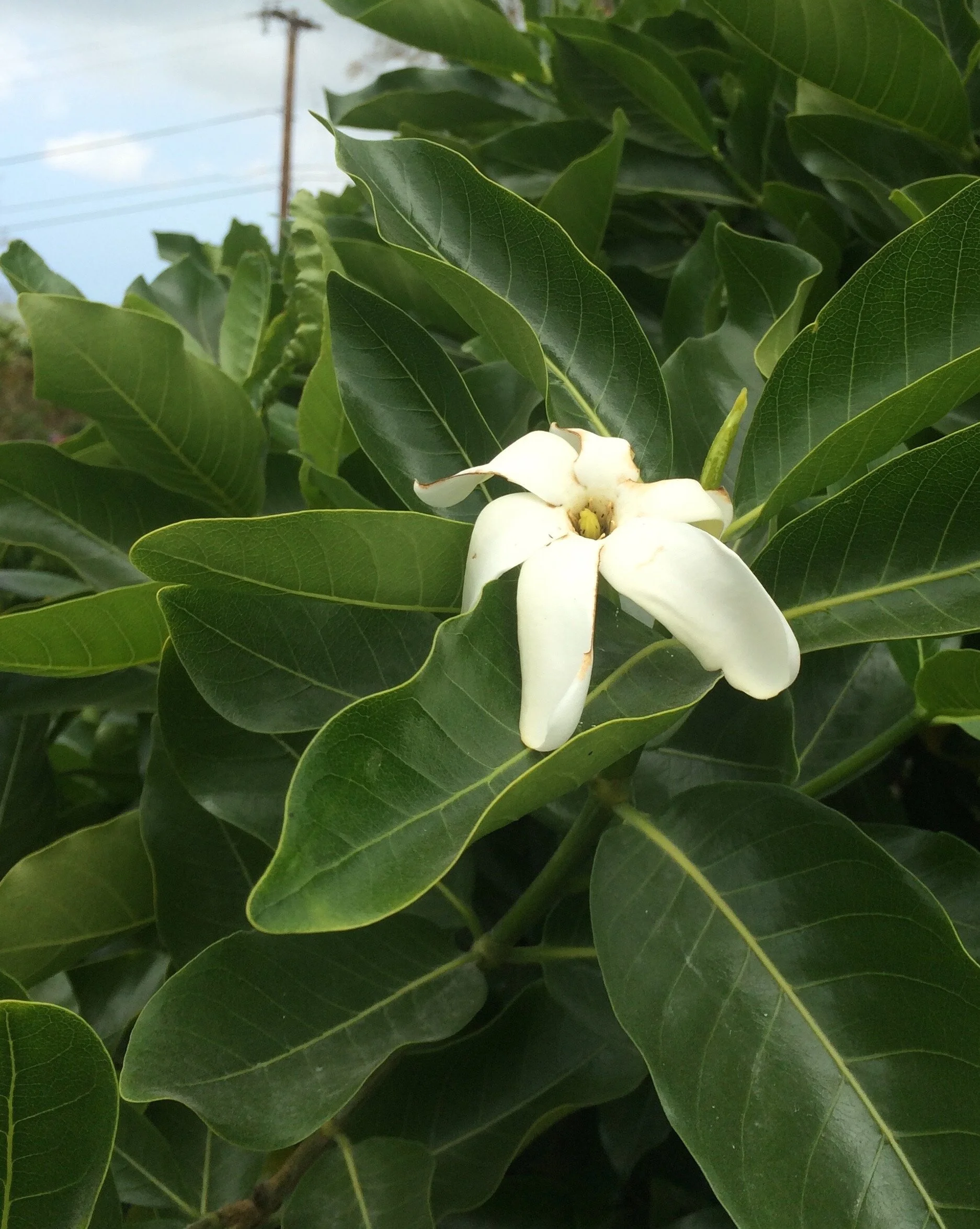 Gardenia brighamii x taitensis.jpg