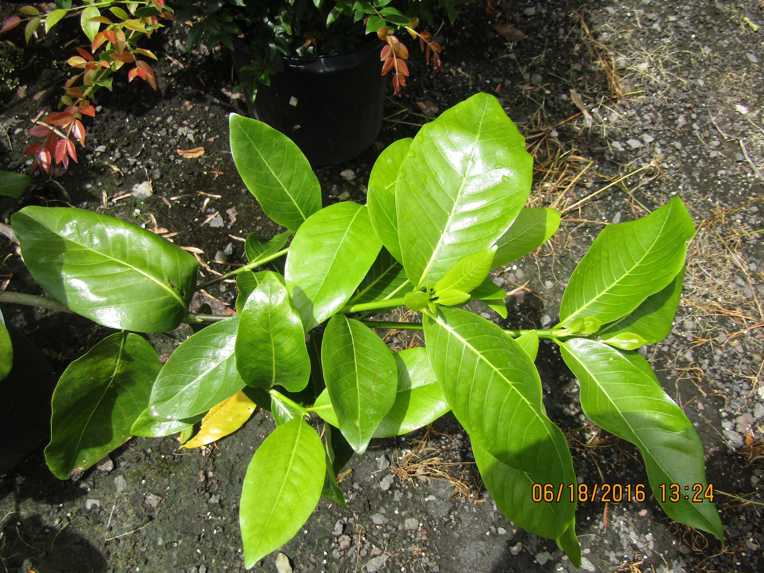 Gardenia brighamii x taitensis (1).jpg