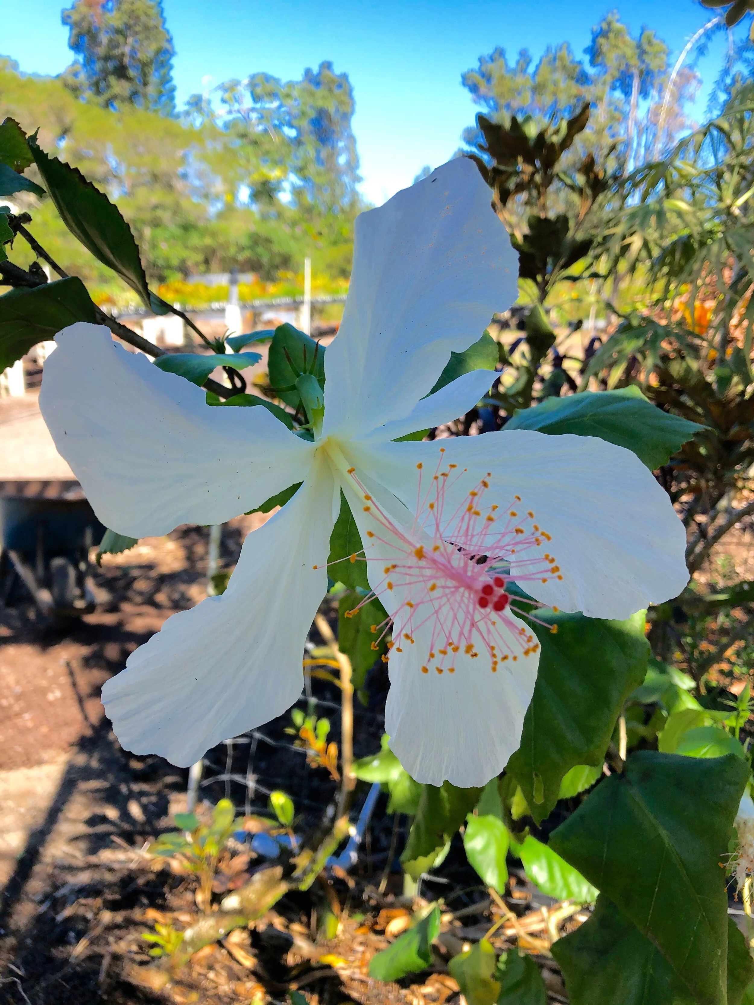 Hibiscus arnottianus subsp. immaculatus (2).jpg