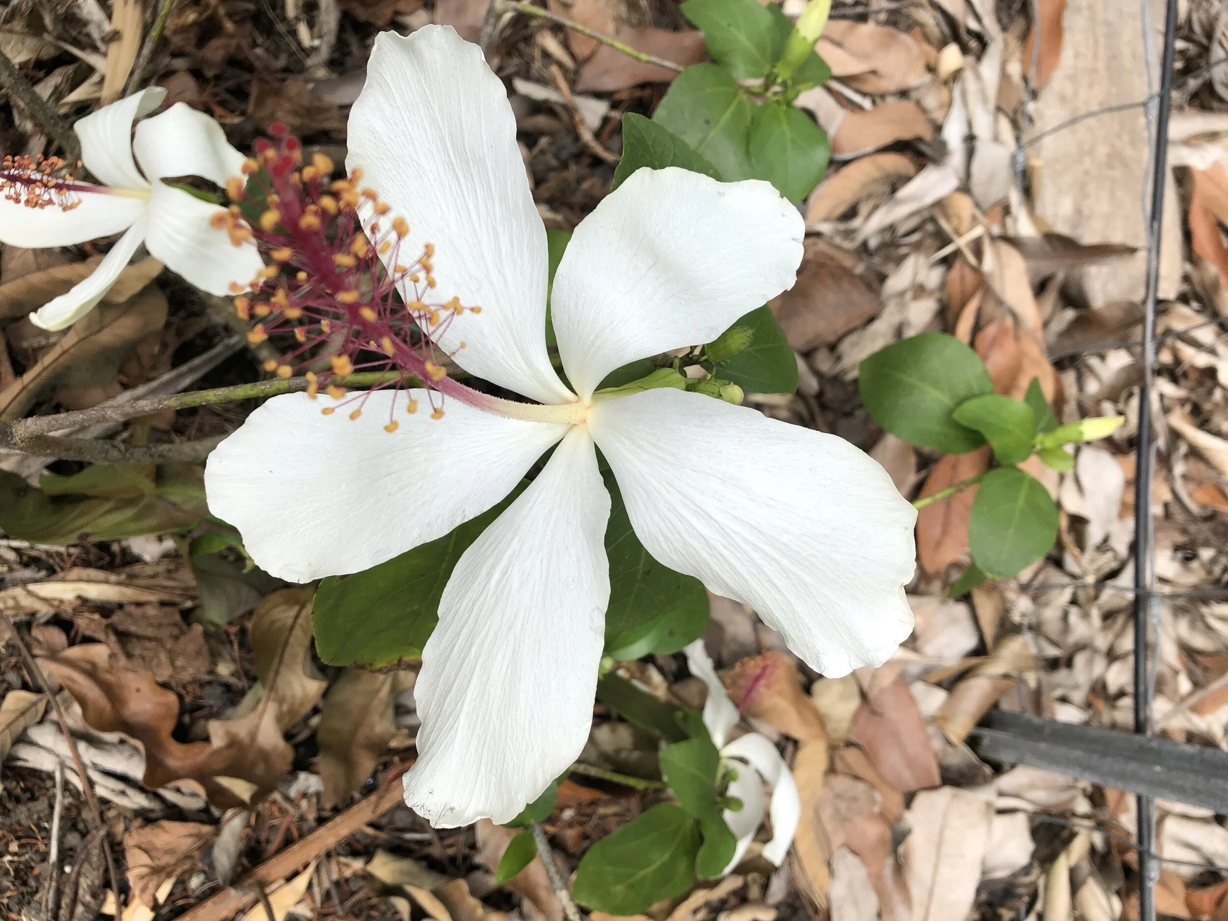 Hibiscus arnottianus subsp. immaculatus.jpg
