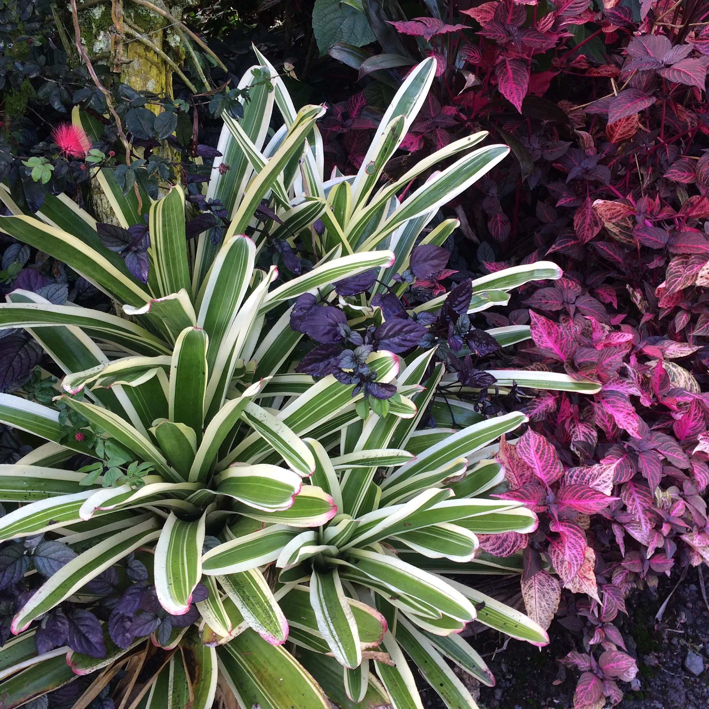 Neoregelia 'Dr. Jeffrey Block' (2).jpg