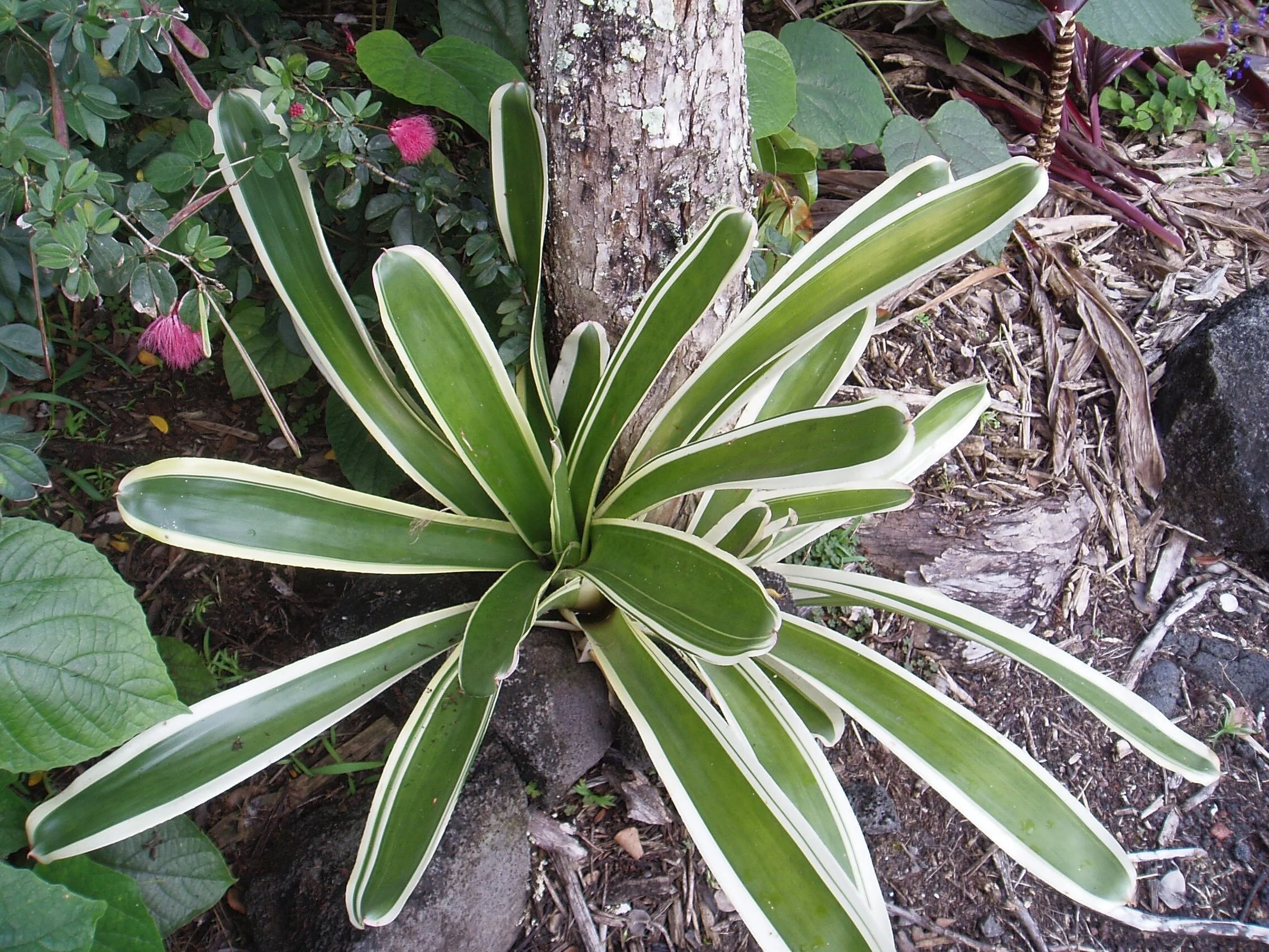 Neoregelia 'Dr. Jeffrey Block'.jpg