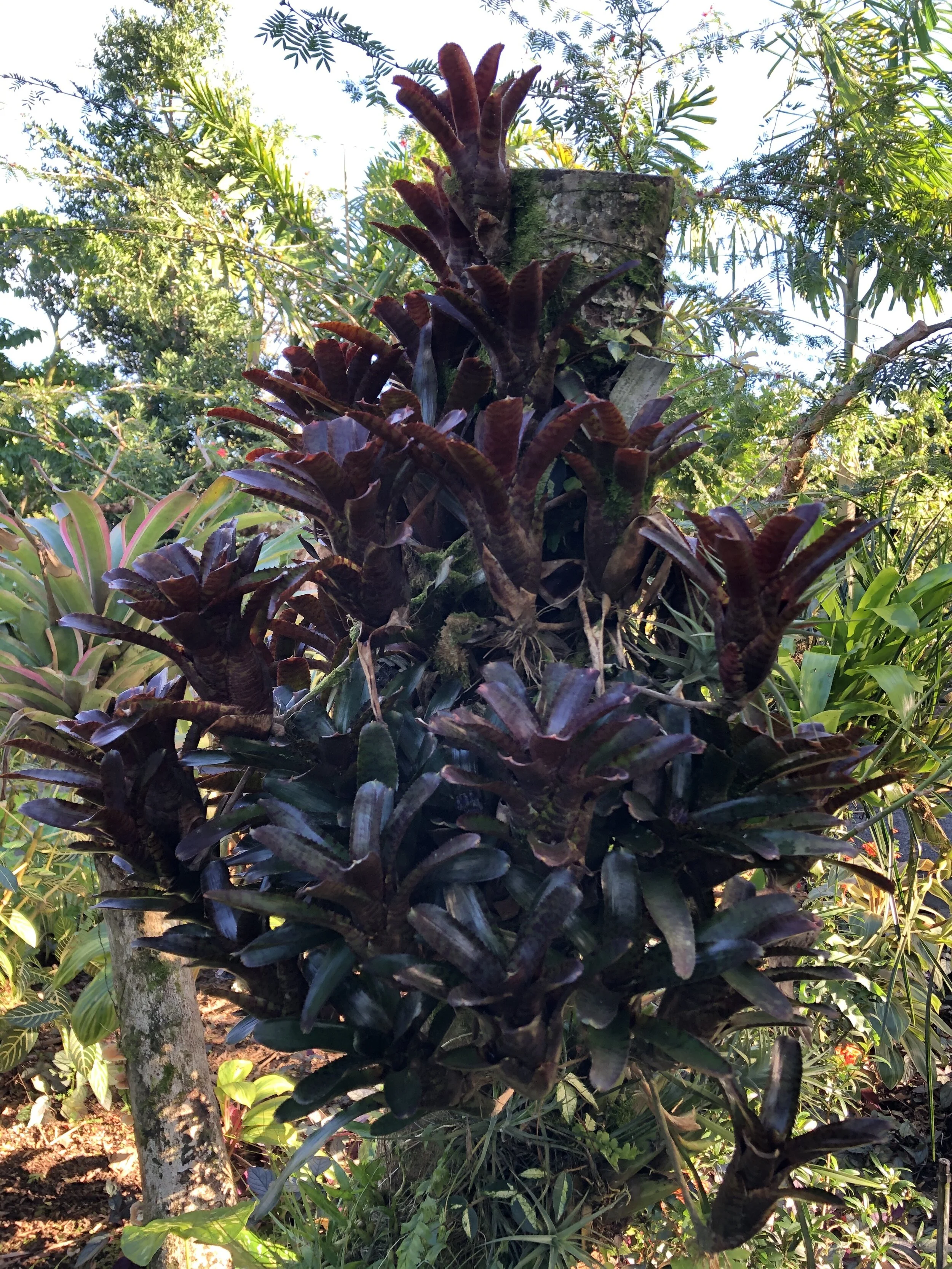 Neoregelia ampullacea ‘Black Cherry’.jpg