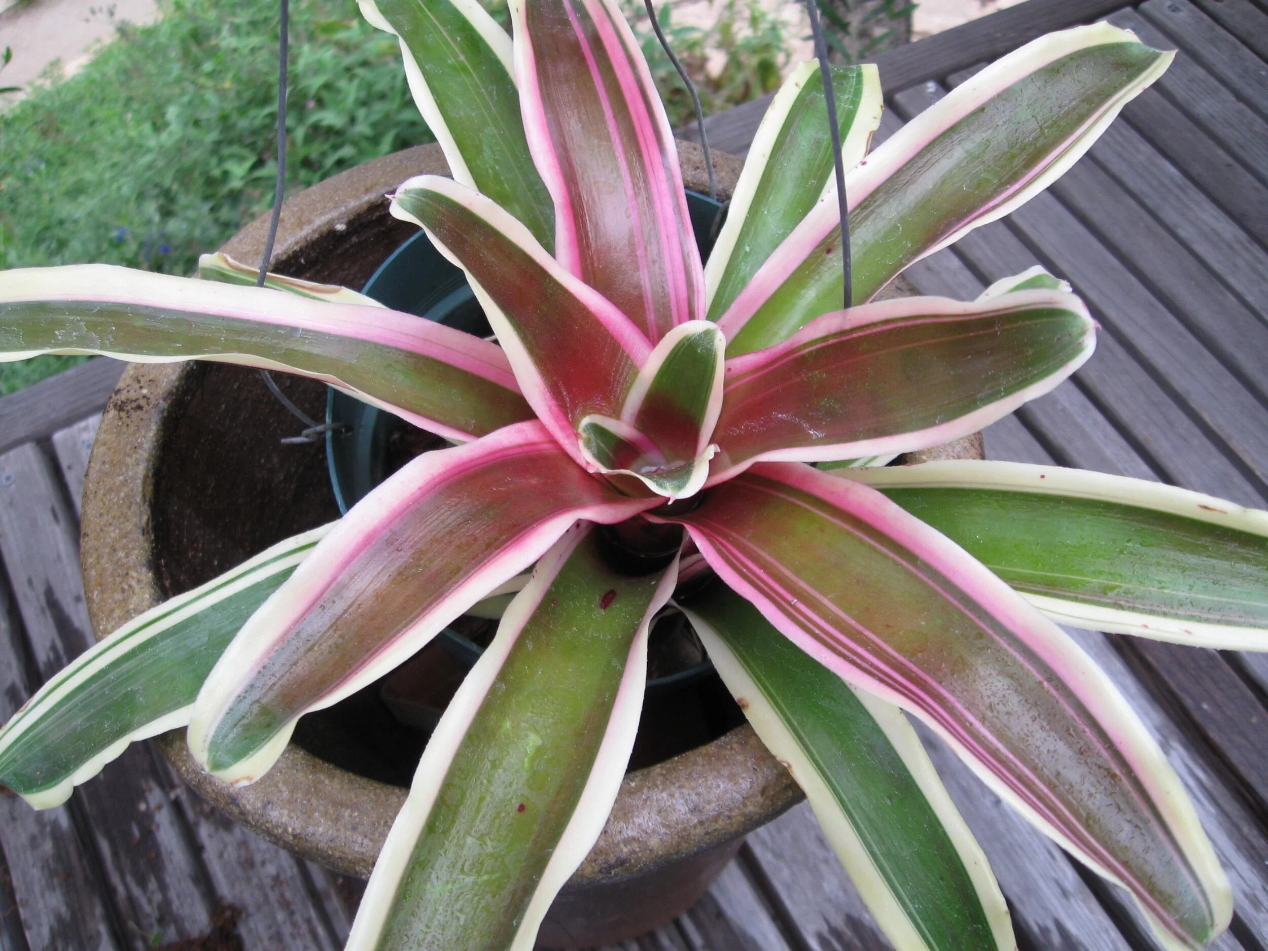 Neoregelia schultsiana 'Fireball Albomarginata' (1).jpg
