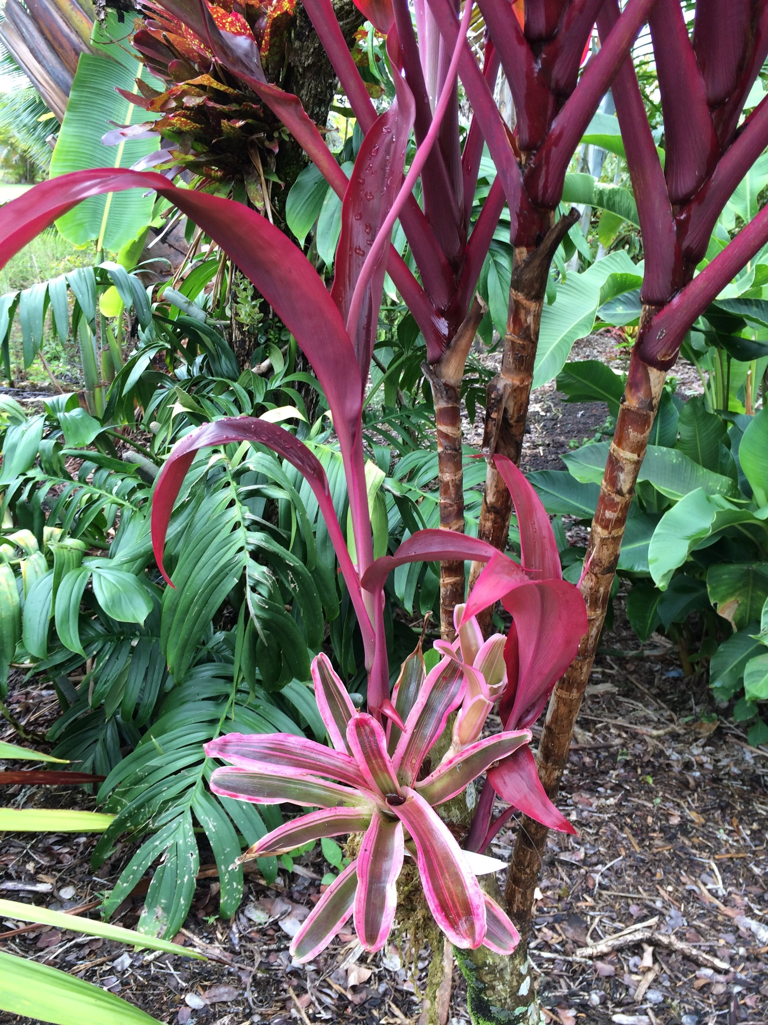 Neoregelia schultsiana 'Fireball Albomarginata' (2).jpg