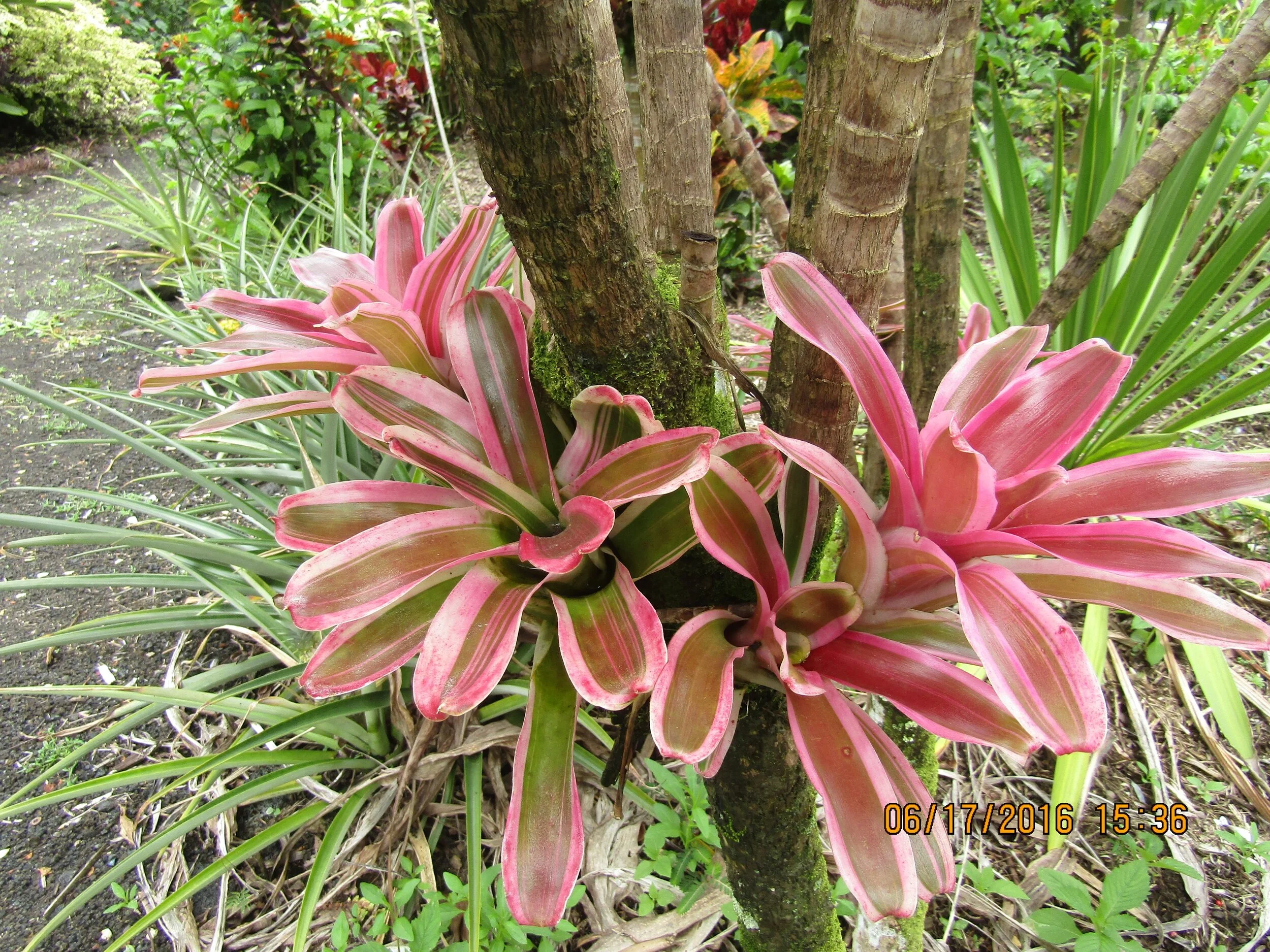 Neoregelia schultsiana 'Fireball Albomarginata' (3).jpg
