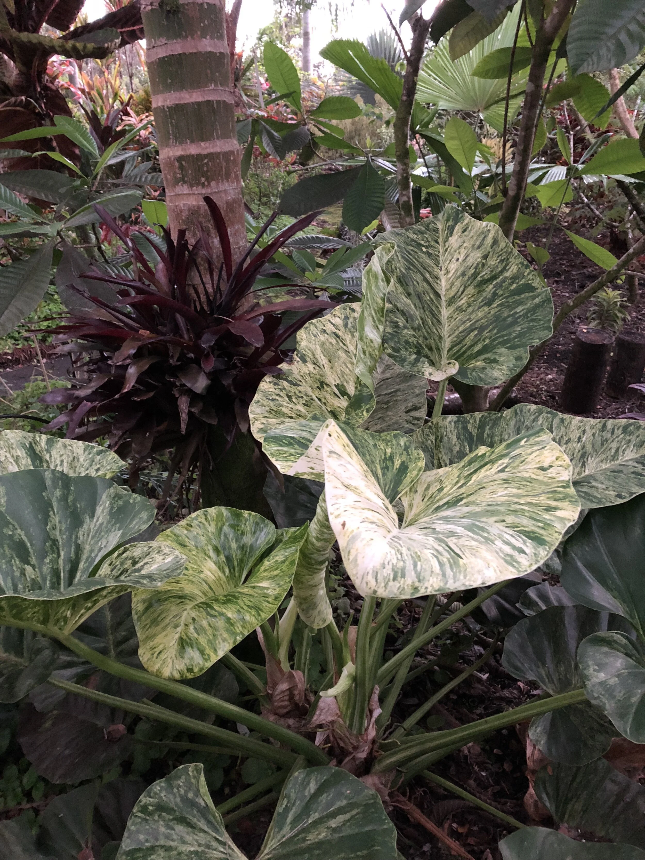 Philodendron giganteum 'Variegated' (1).jpg