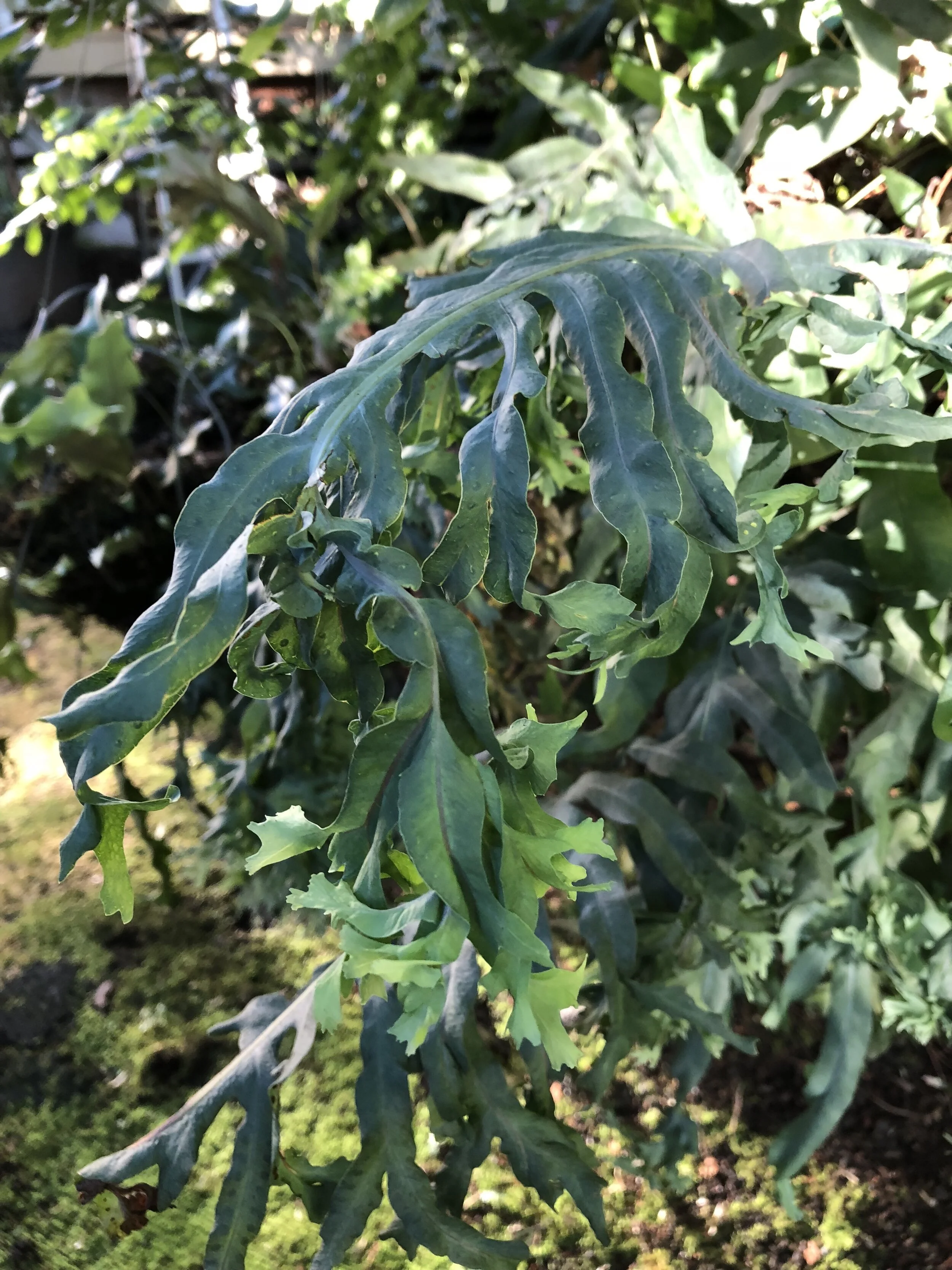 Polypodium mexicana 'Teselata' (2).jpg
