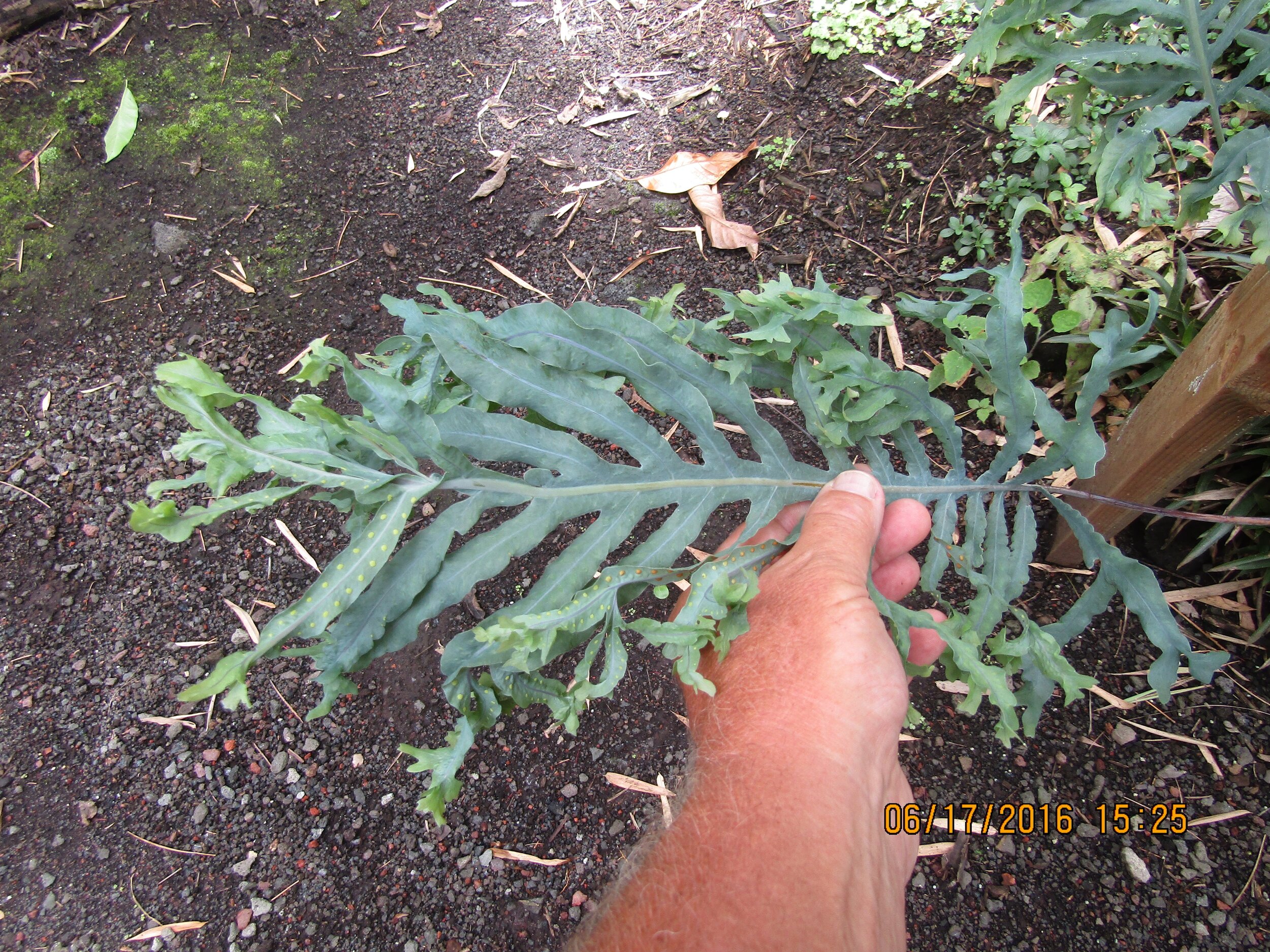 Polypodium mexicana 'Teselata' (1).jpg