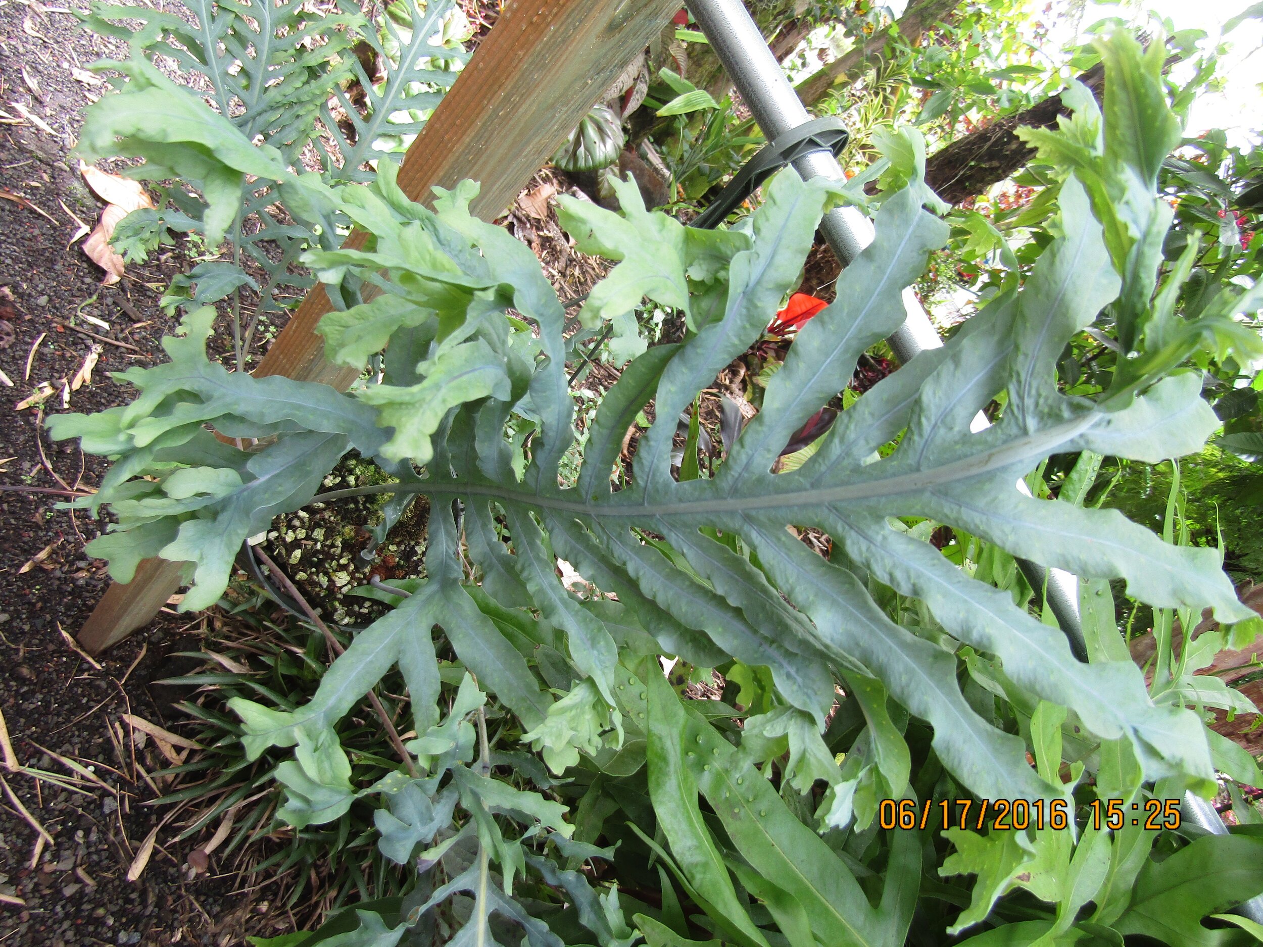 Polypodium mexicana 'Teselata'.jpg