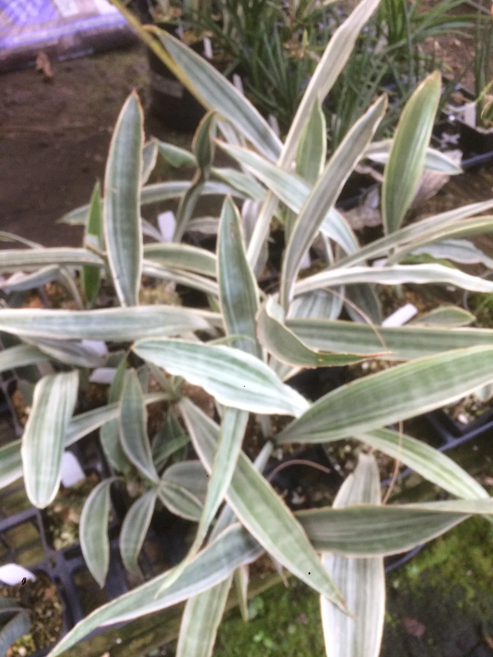 Sansevieria metalliaca 'Siam Silver'  Vintage Green Farms with Tom  Piergrossi