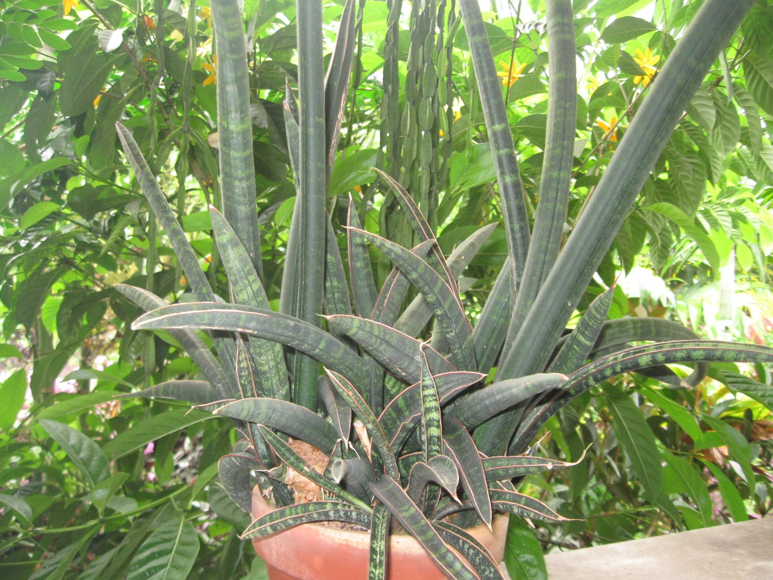 Sansevieria singularis (1).jpg