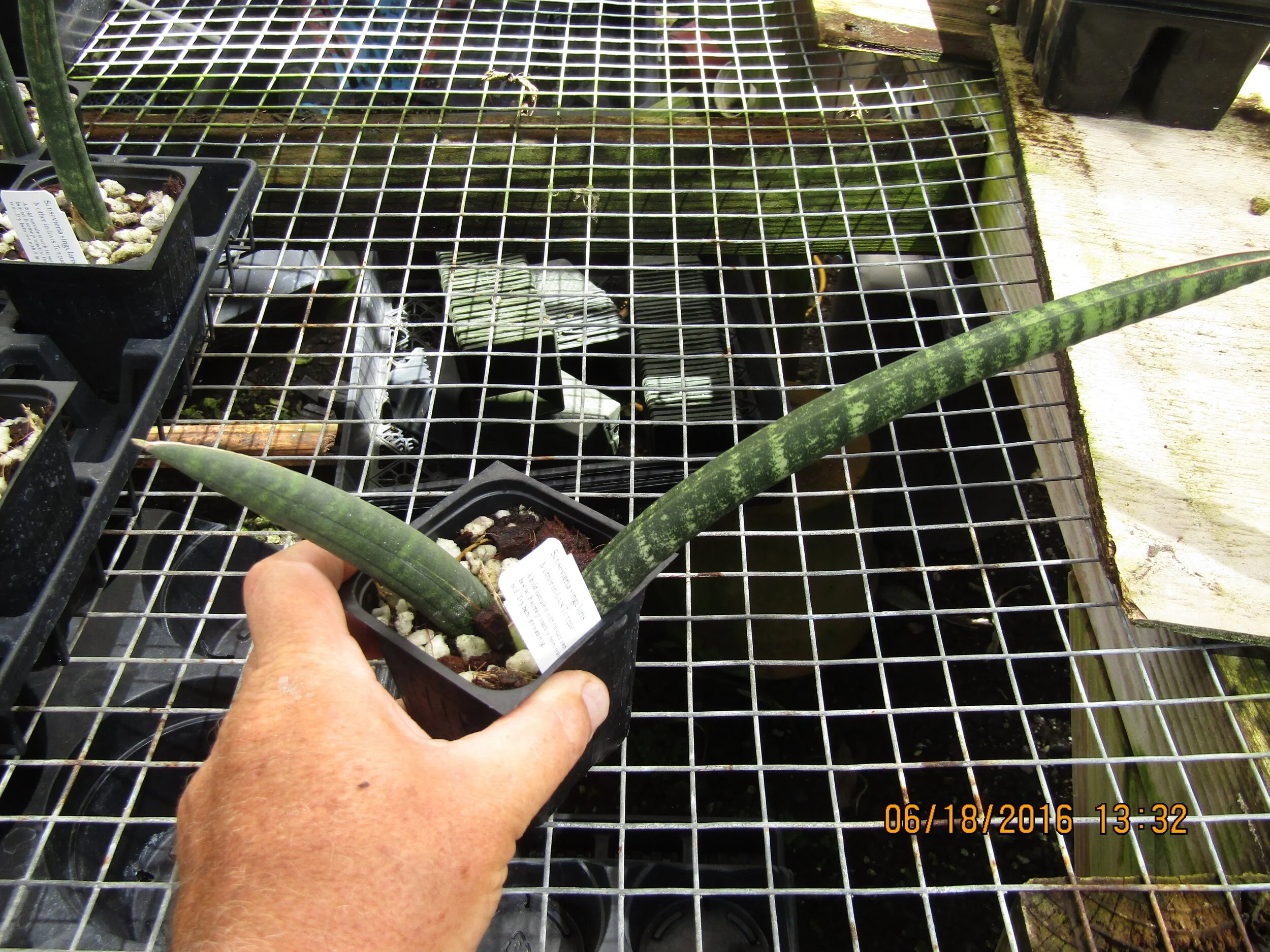 Sansevieria singularis (2).jpg