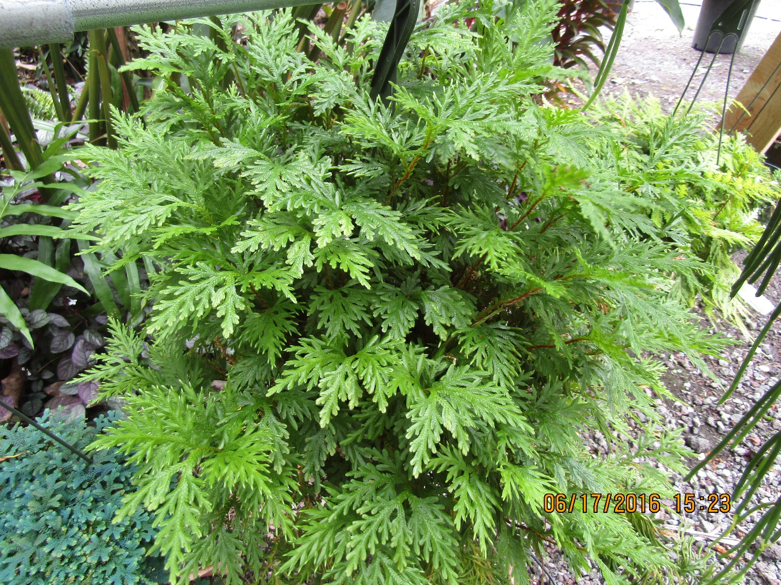 Selaginella umbrosa.jpg