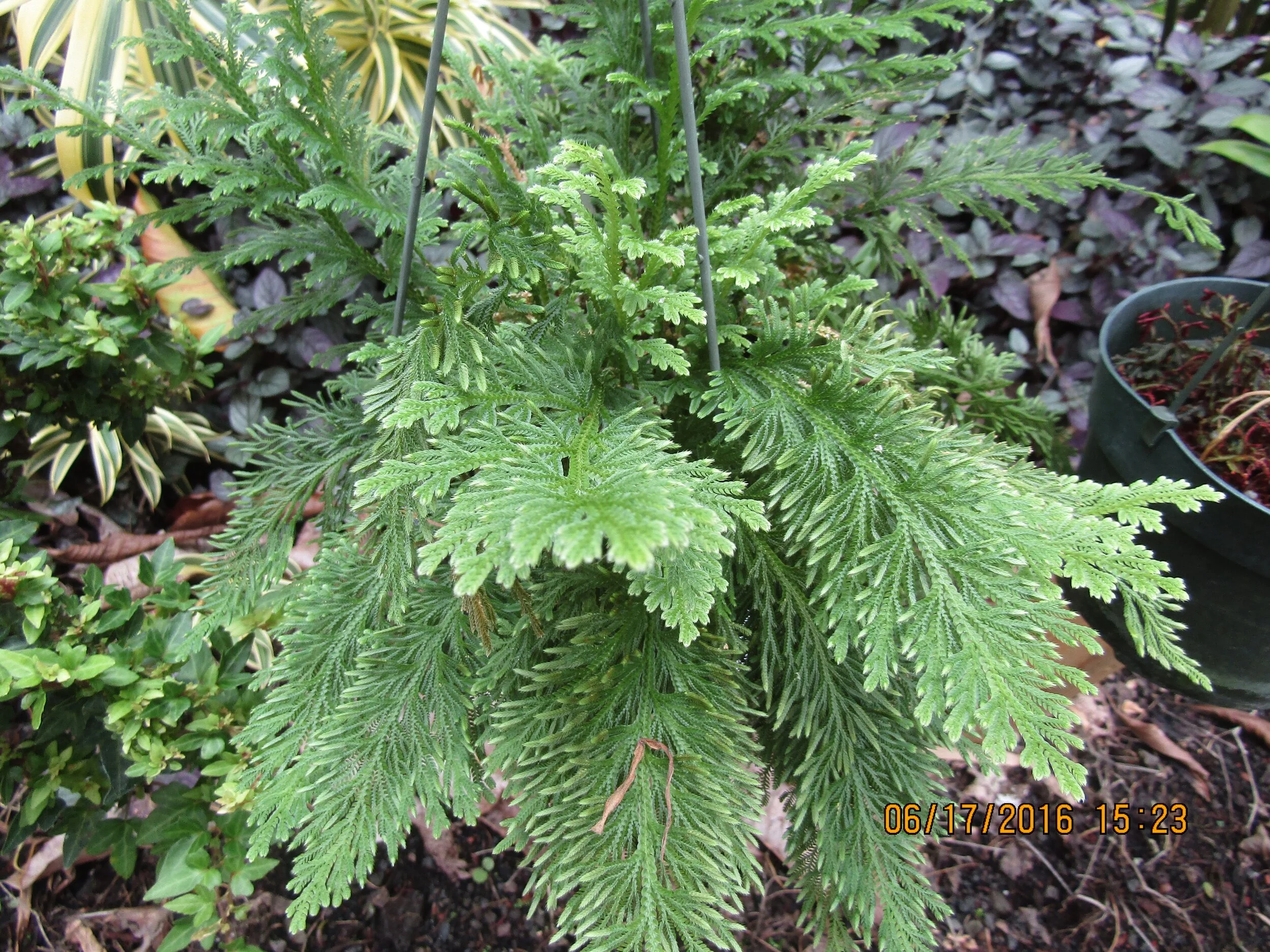 Selaginella arbuscula.jpg