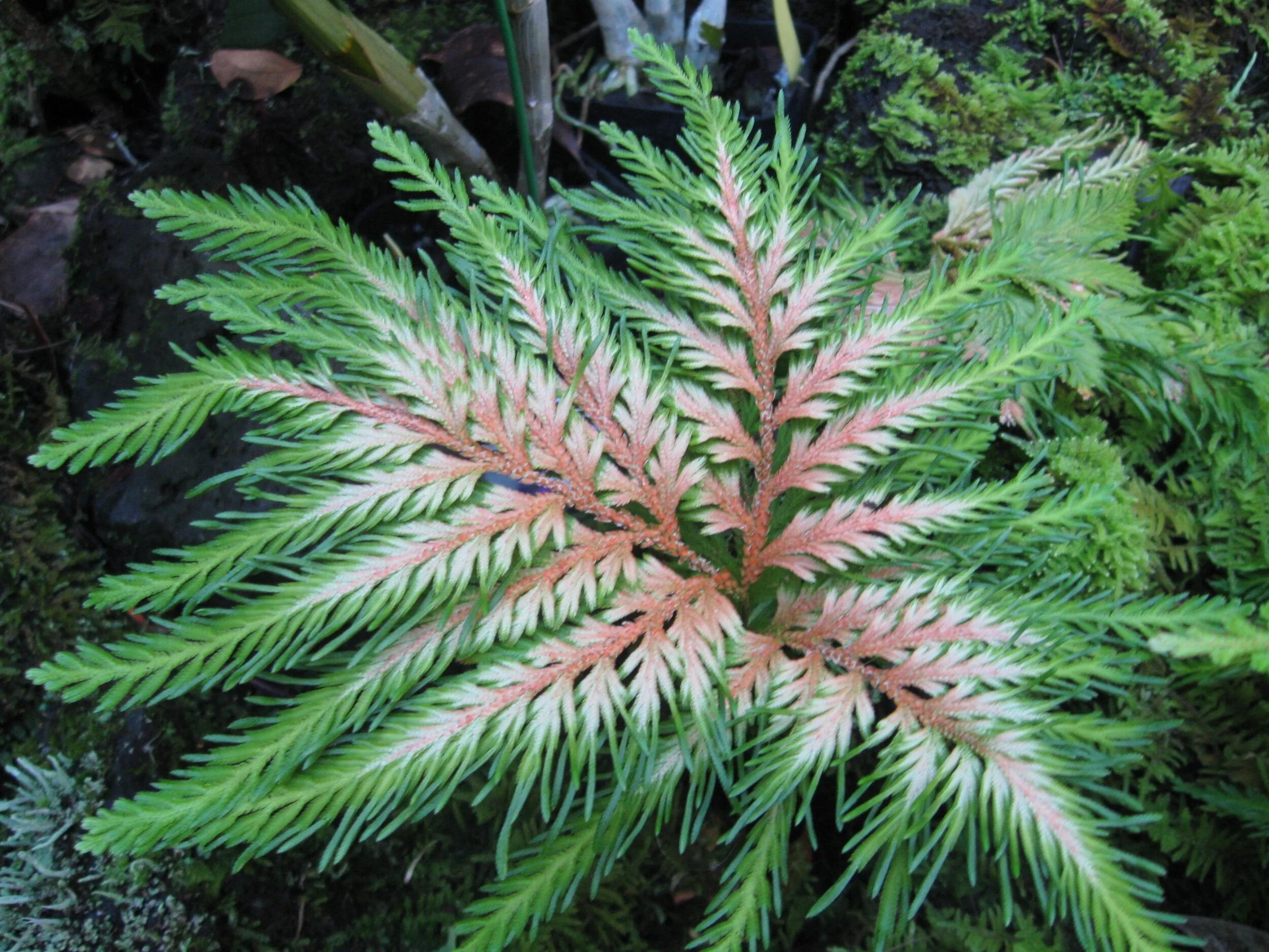 Selaginella stellata.jpg