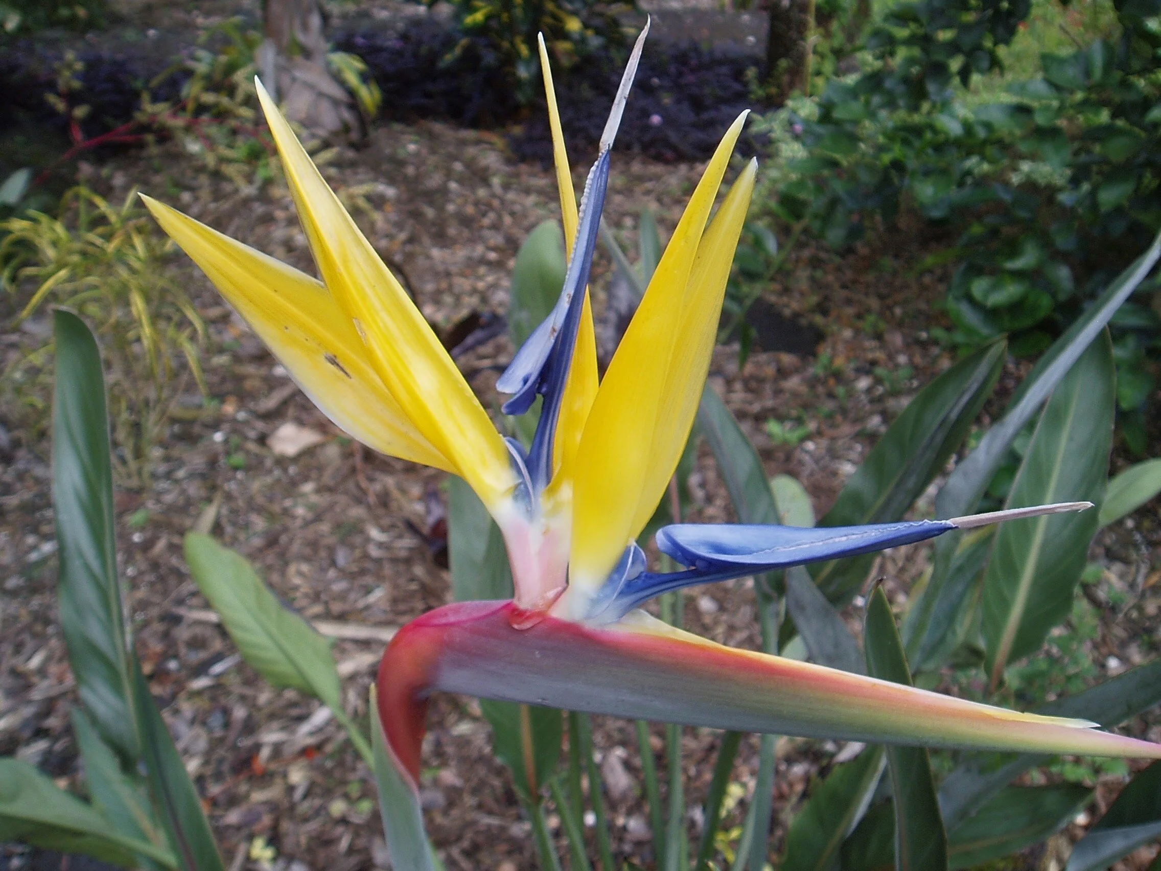 Strelitzia reginae 'Goldcrest' ( Mandela’s Gold).jpg