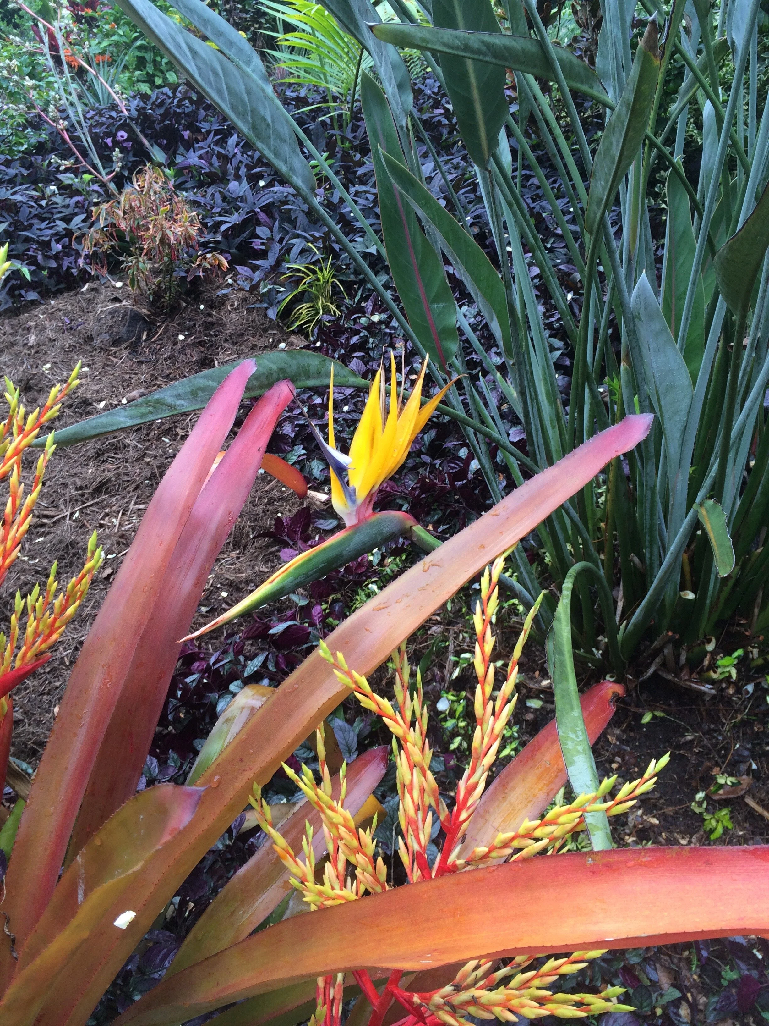 Strelitzia reginae 'Goldcrest' ( Mandela’s Gold) (1).jpg