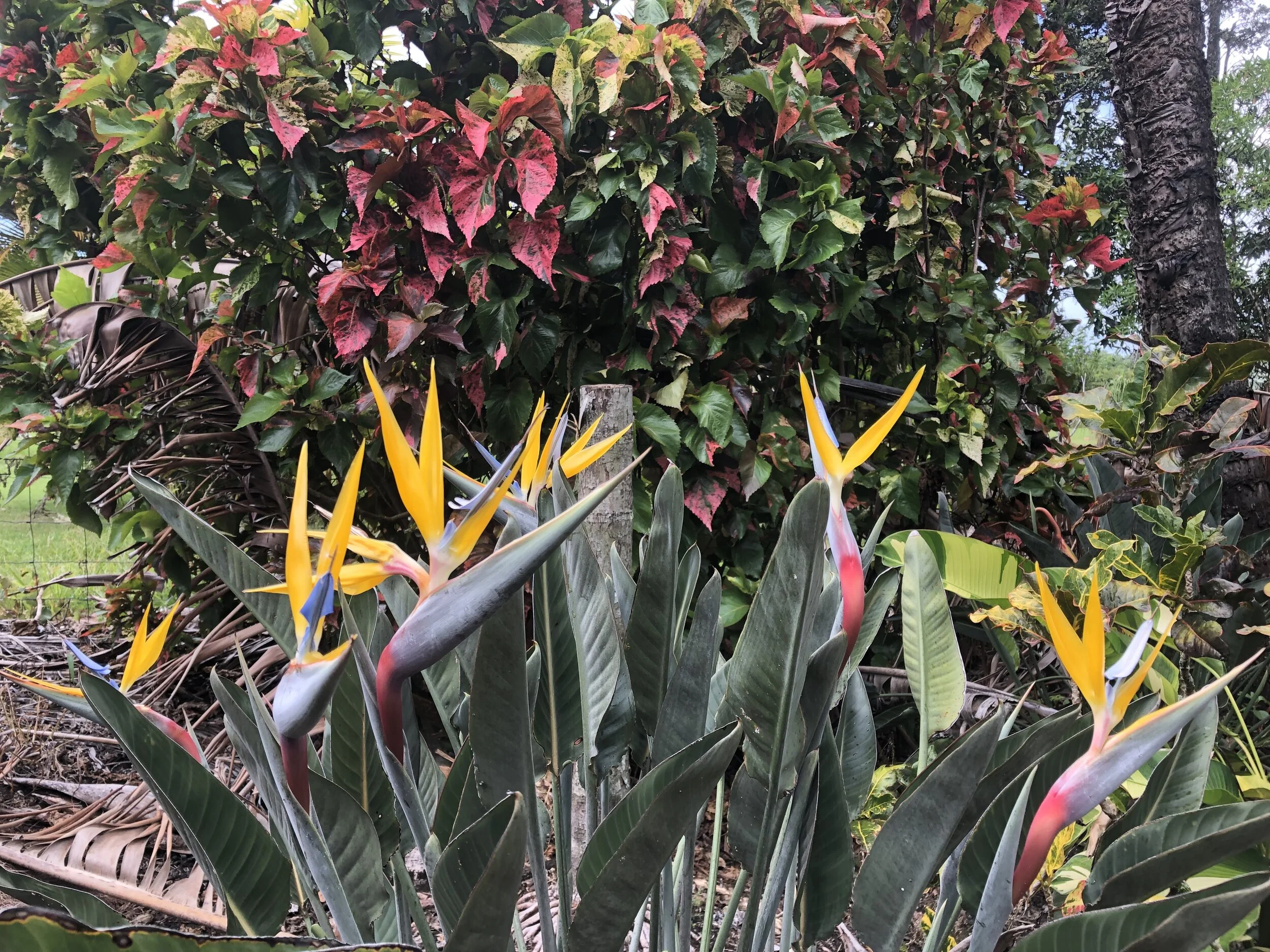 Strelitzia reginae 'Goldcrest' (Mandela’s Gold).jpg