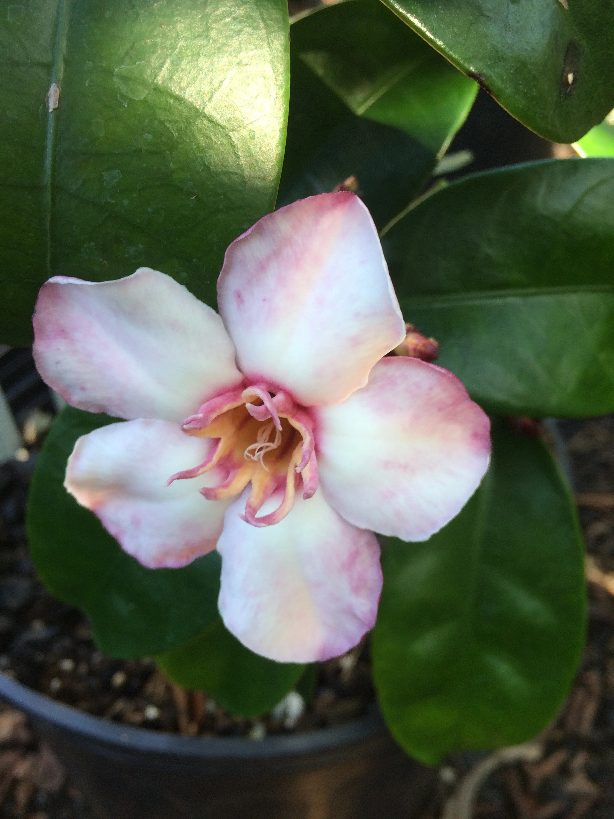Strophanthus gratis.jpg