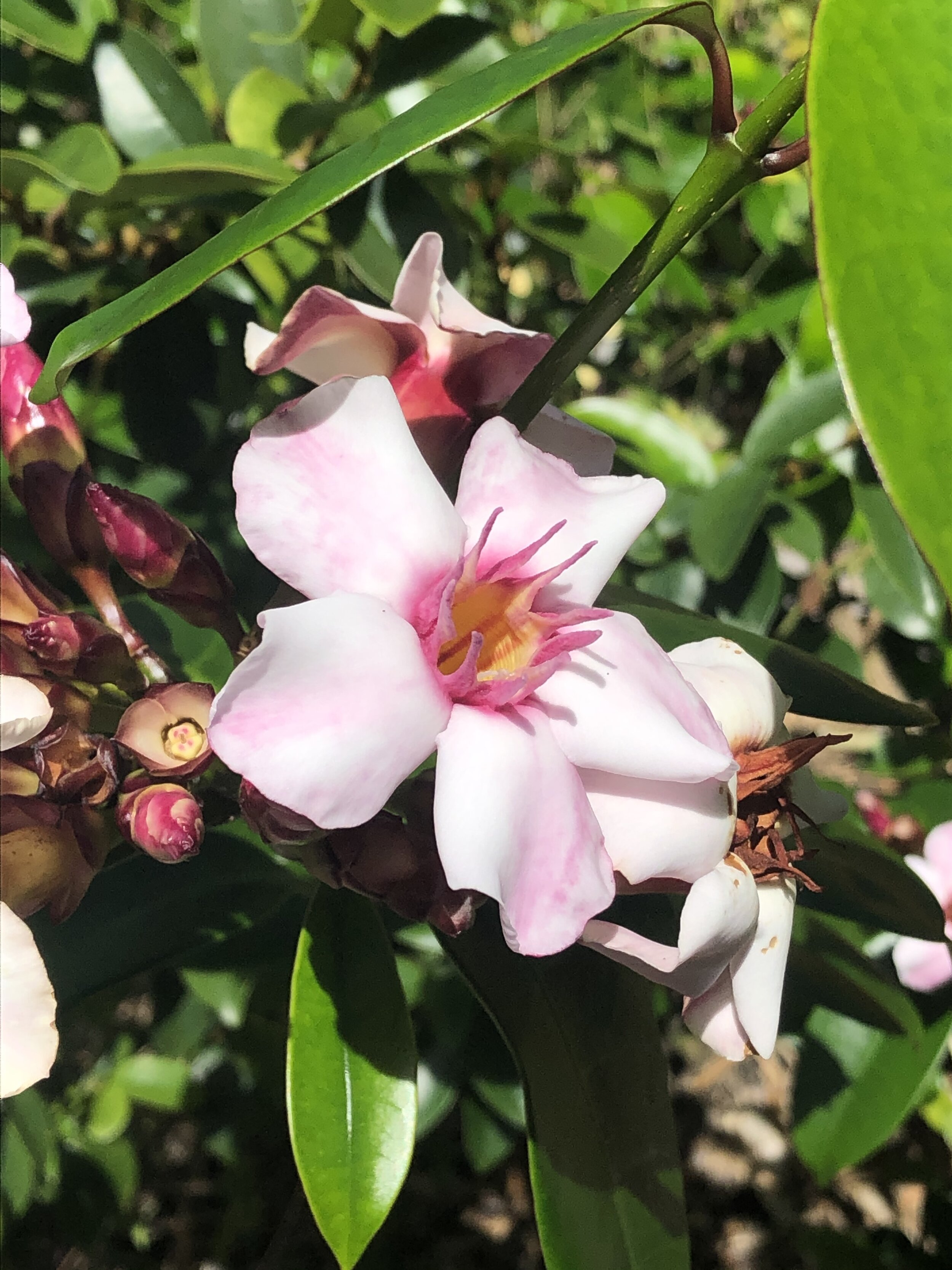 Strophanthus gratis (1).jpg