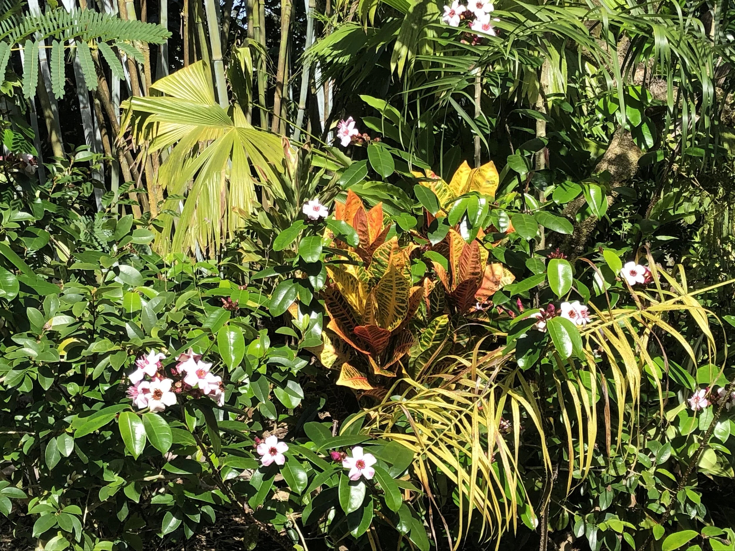 Strophanthus gratis (2).jpg
