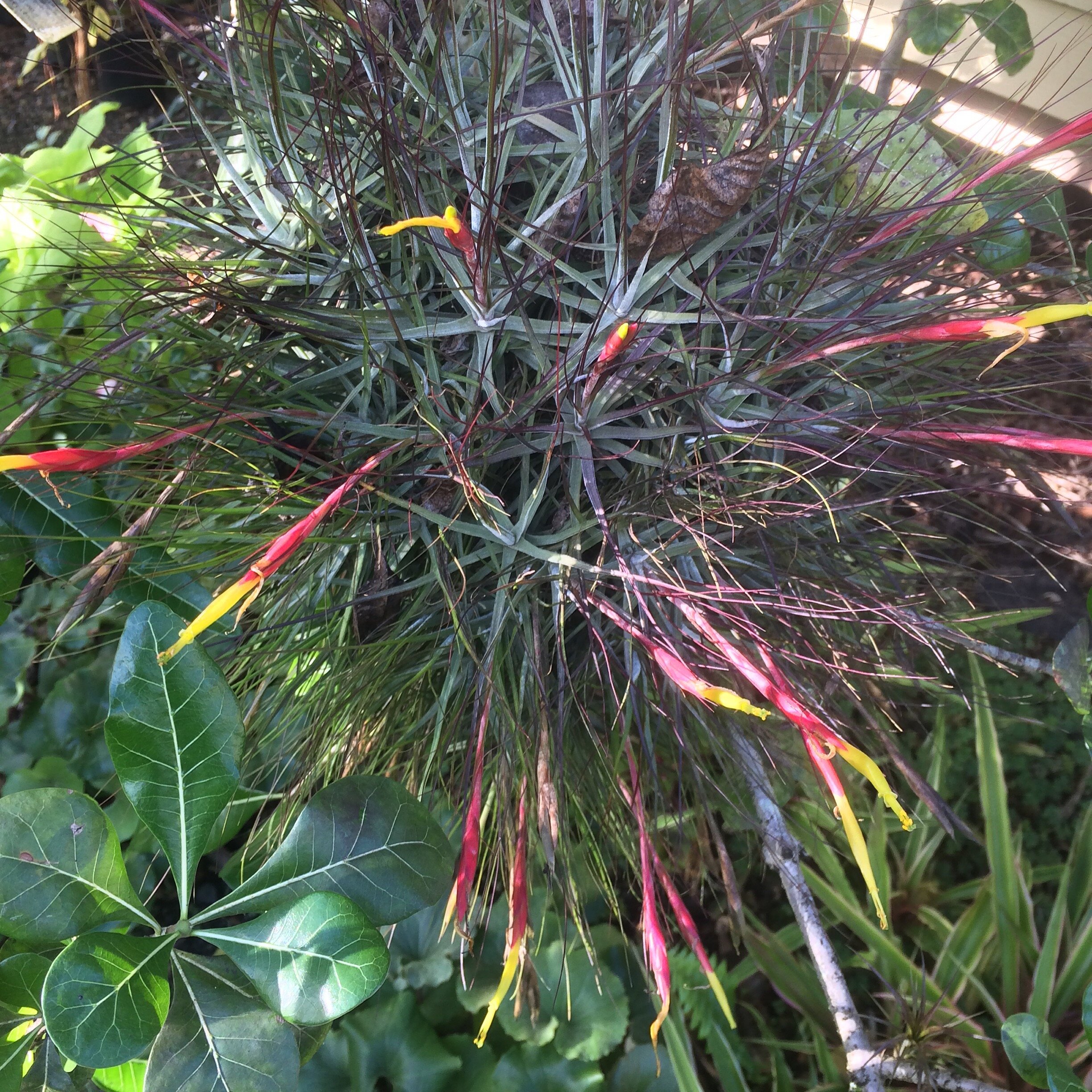 Tillandsia schiedeana minor (1).jpg
