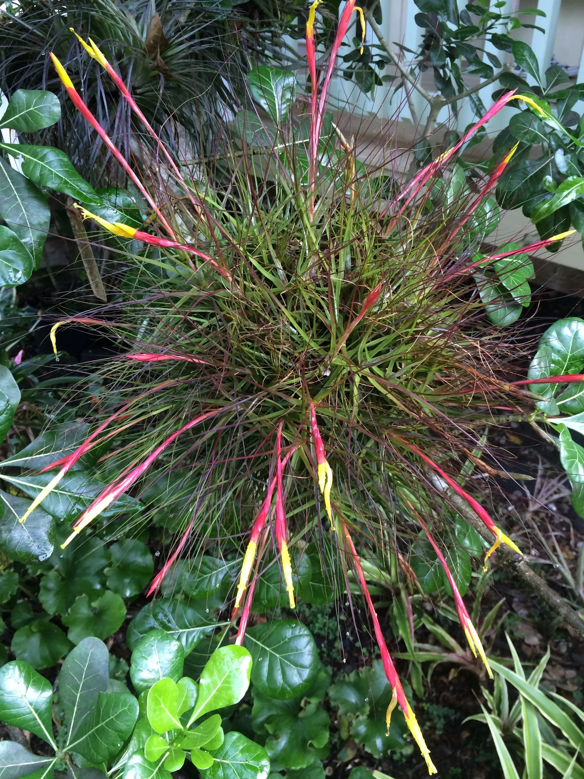 Tillandsia schiedeana minor.jpg