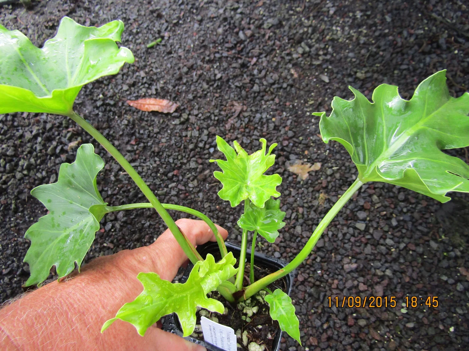 chinese hibiscus plant Hibiscus rosa-sinensis Red Dragon 5gal PT – Cornell Farm main image 1