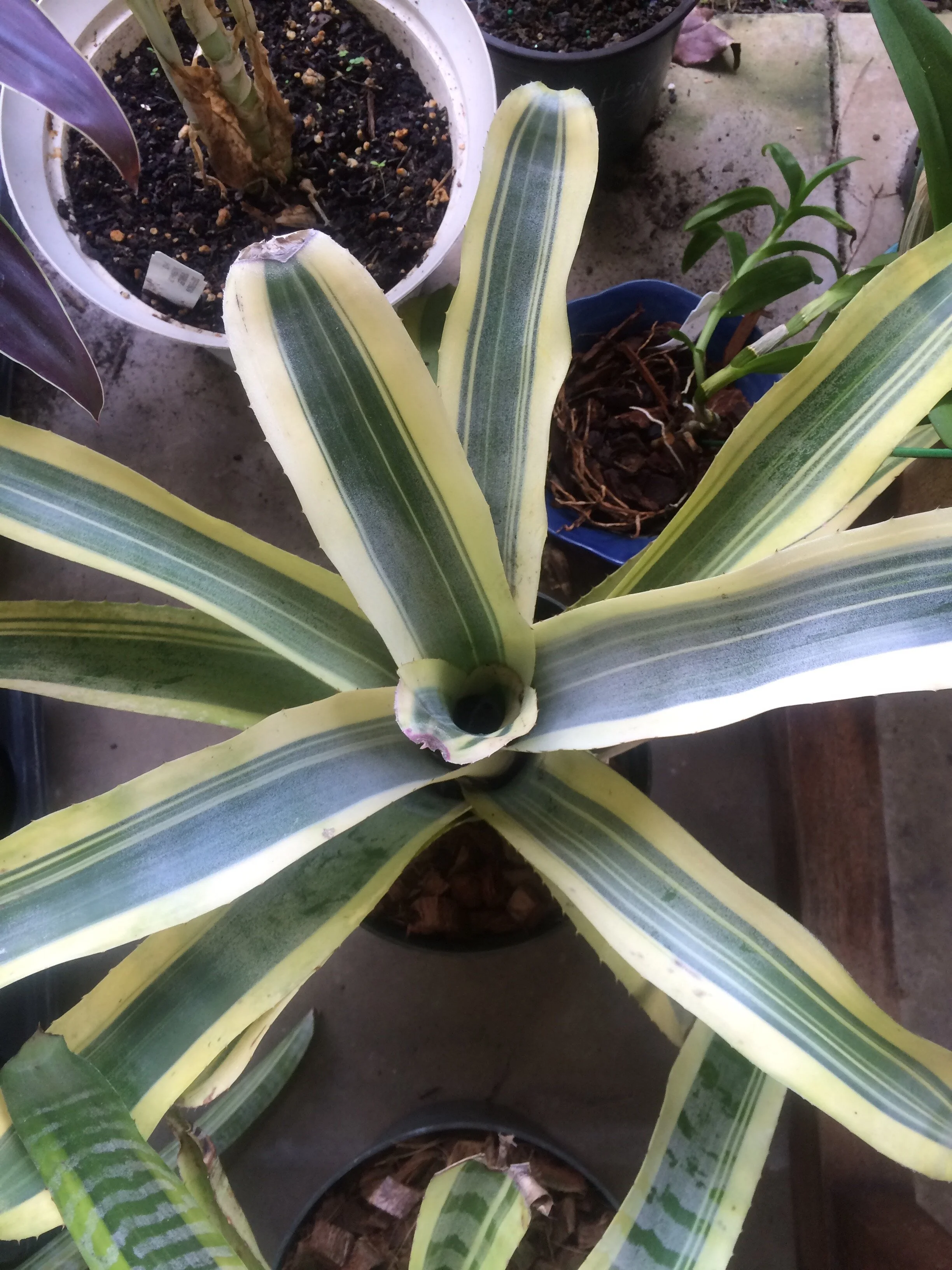 Aechmea chantinii 'Harvey's Pride' — Vintage Green Farms with Tom