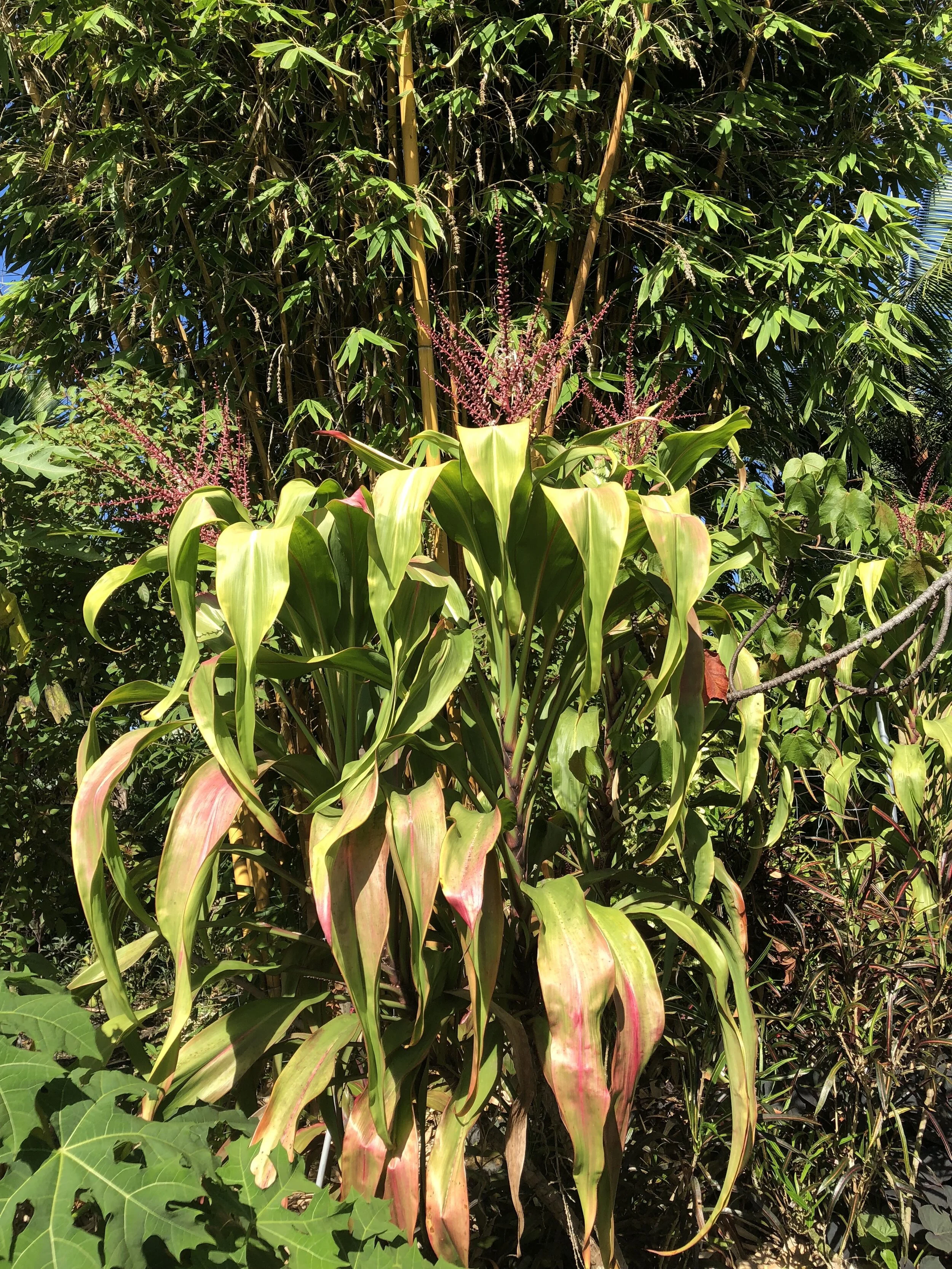 Cordyline terminalis 'Maize'.jpg