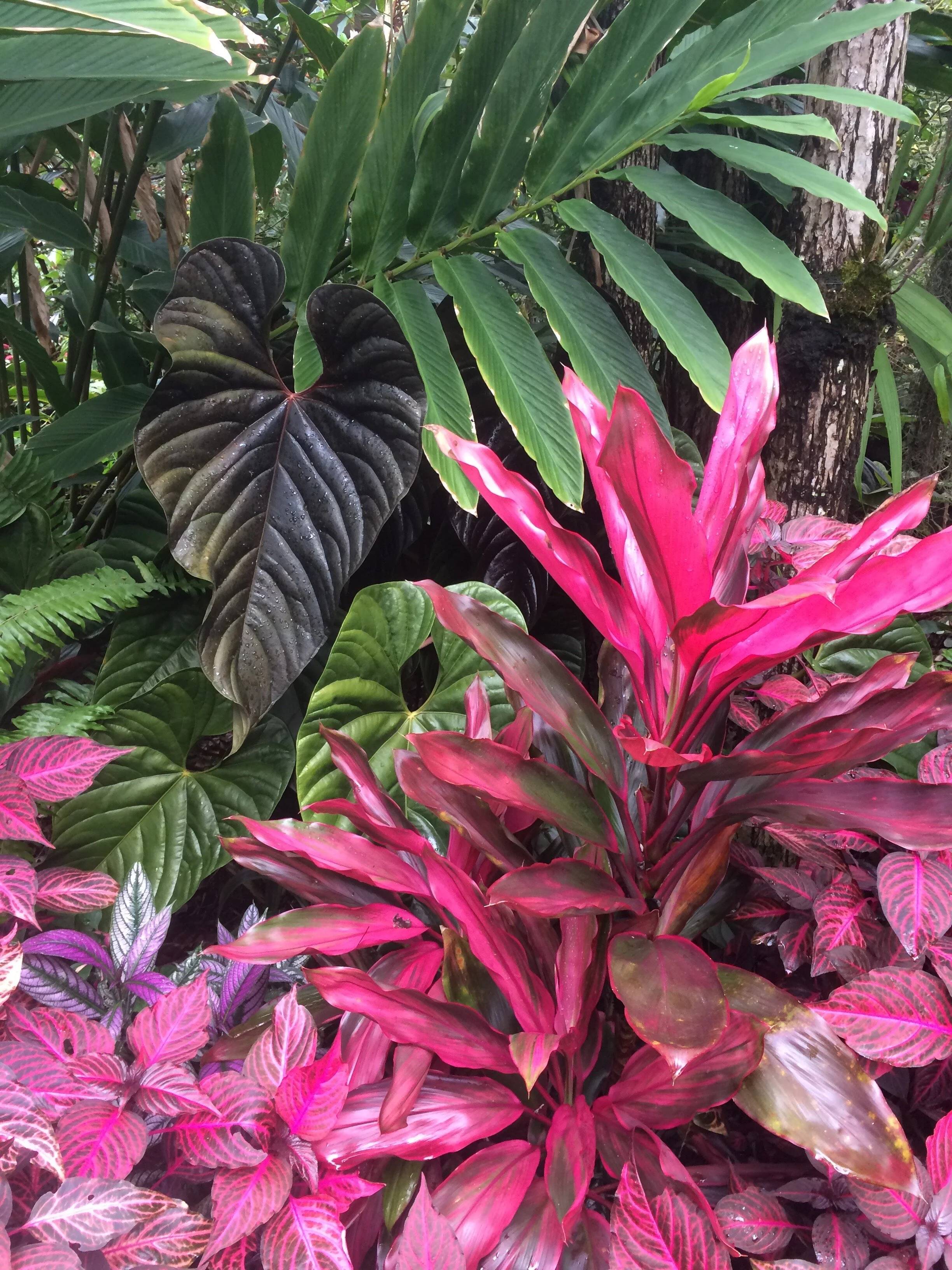 Cordyline terminalis 'Maluhia Sport'.jpg