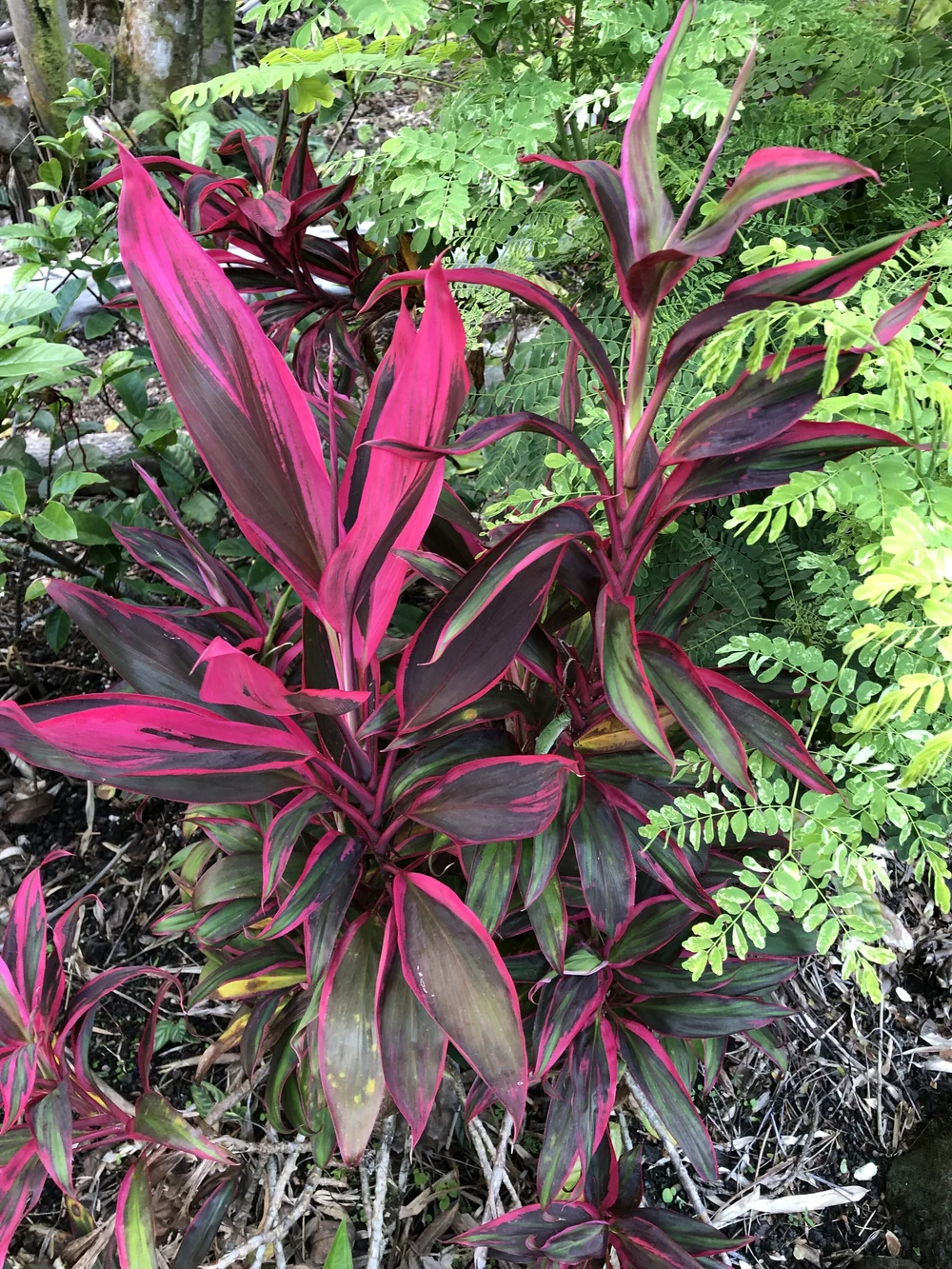 Cordyline terminalis 'Pink Ballerina' (mini)  Vintage Green Farms with Tom  Piergrossi