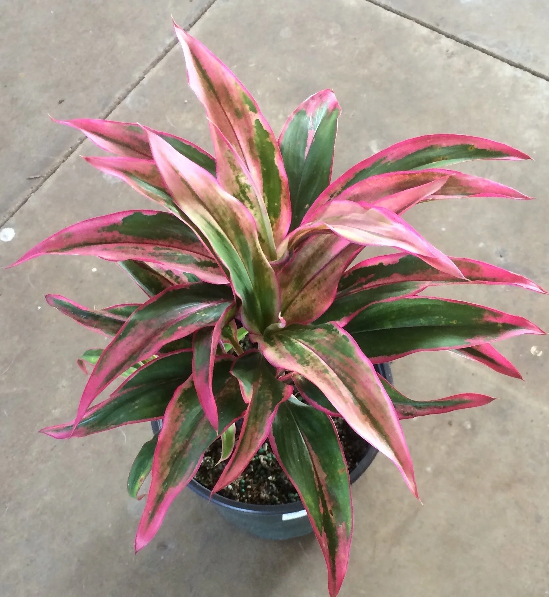 Cordyline terminalis (Mini Pink).jpg