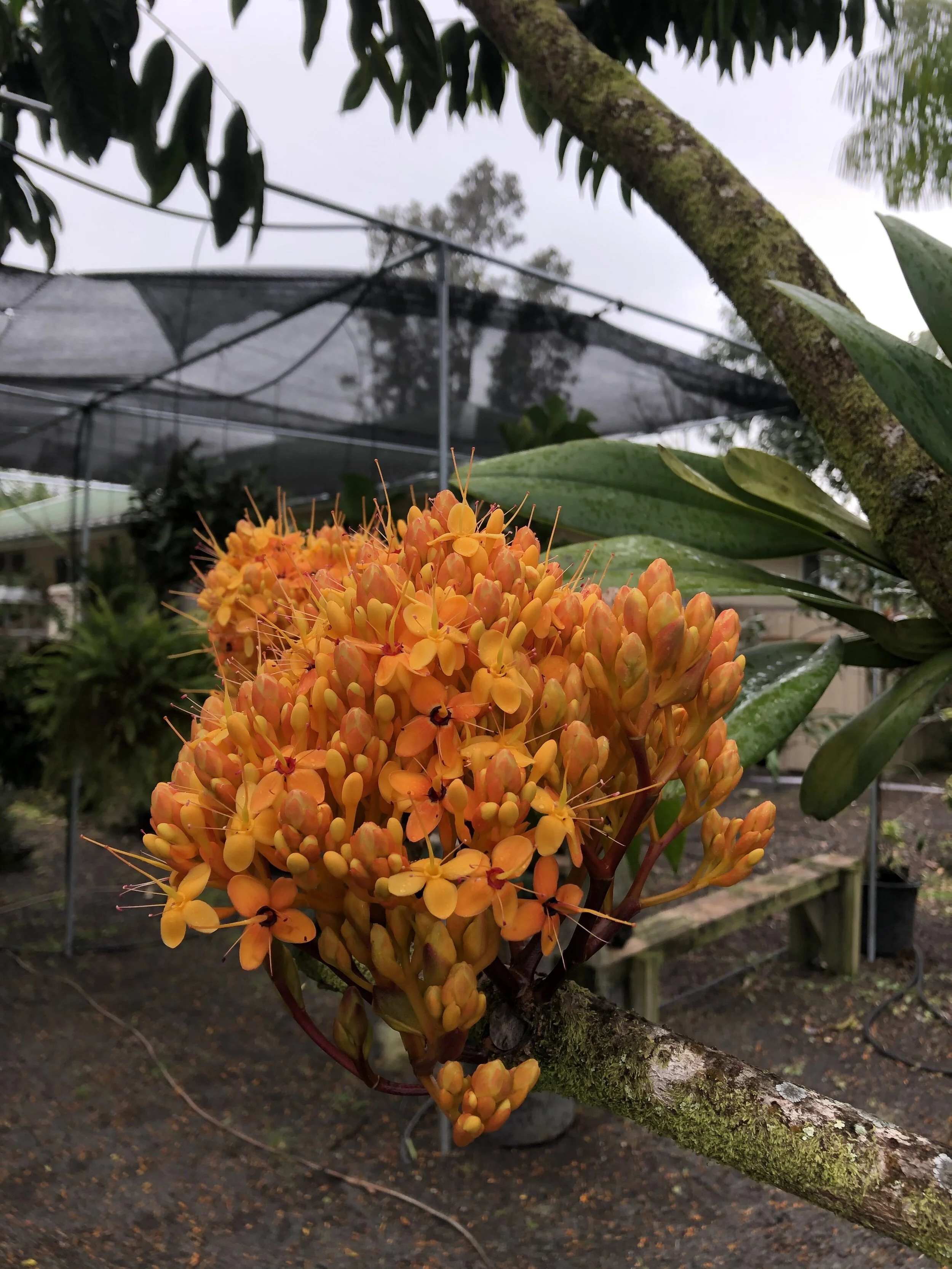 Saraca thaipingensis (1).jpg