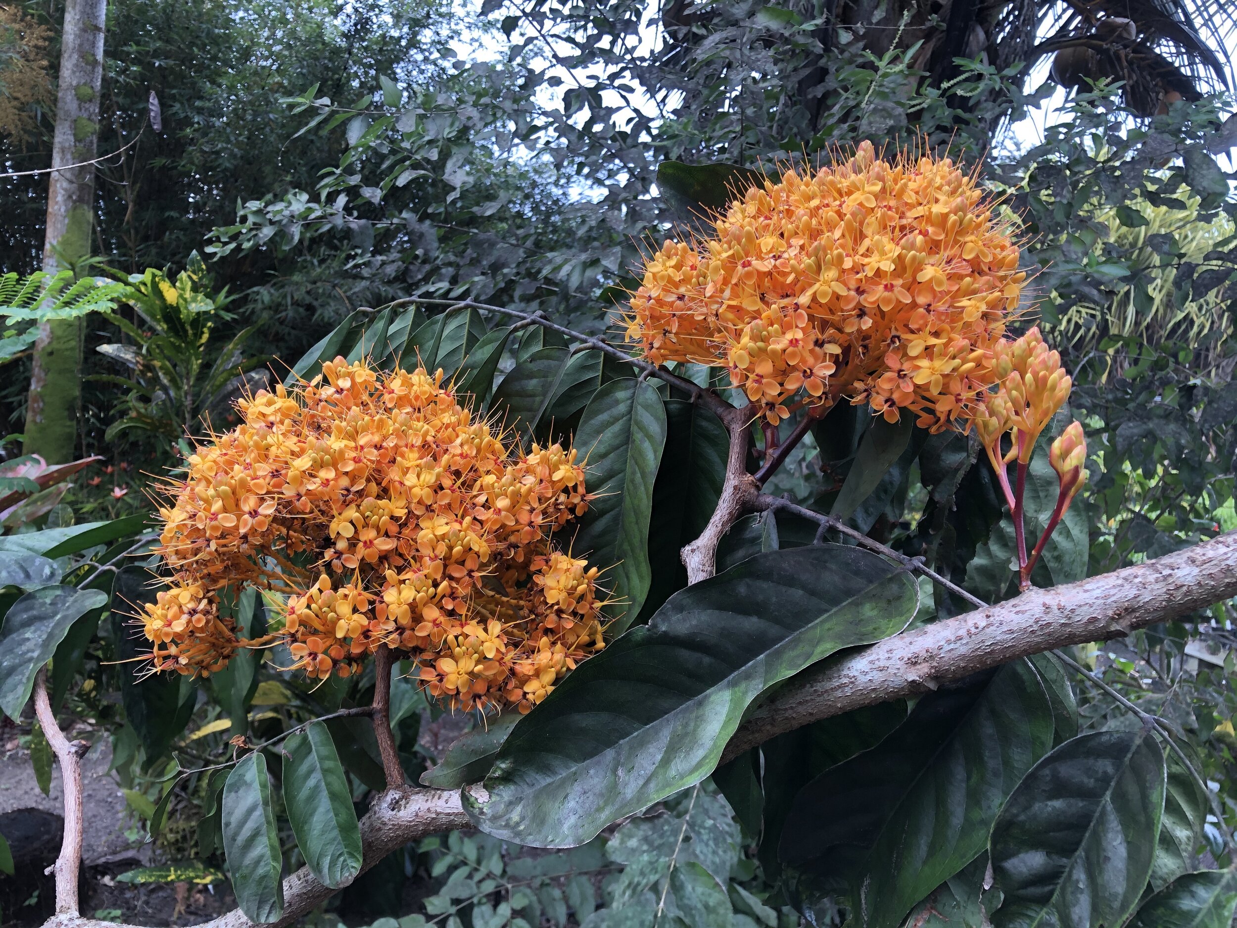Saraca thaipingensis (2).jpg