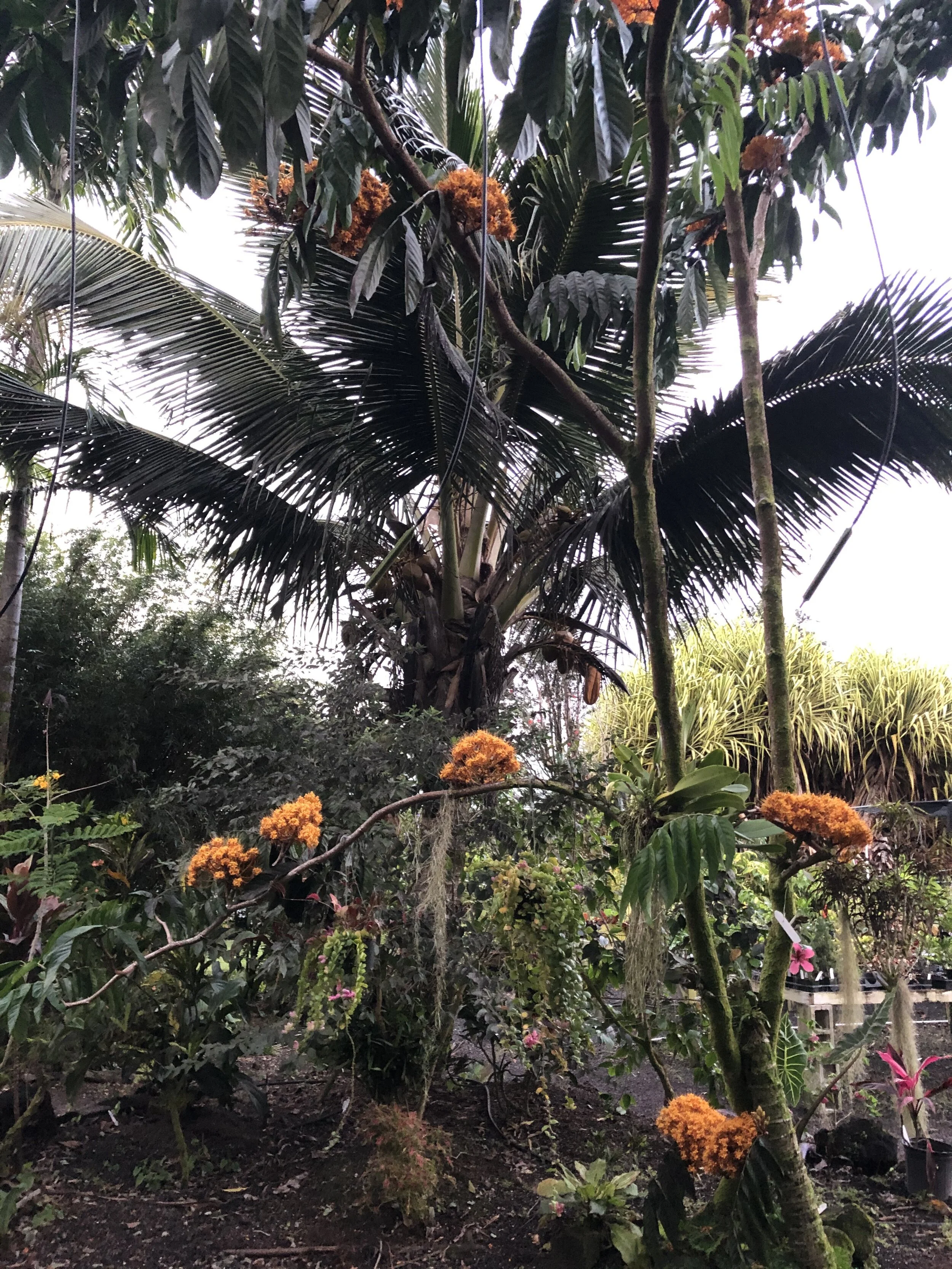 Saraca thaipingensis (4).jpg