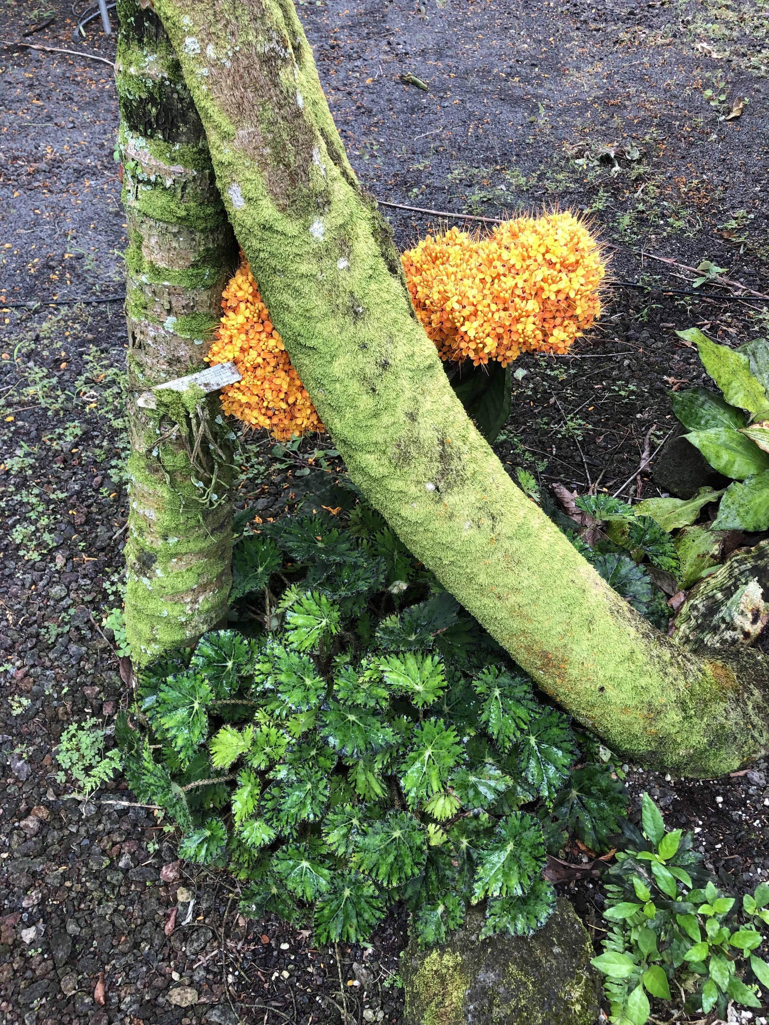 Saraca thaipingensis.jpg
