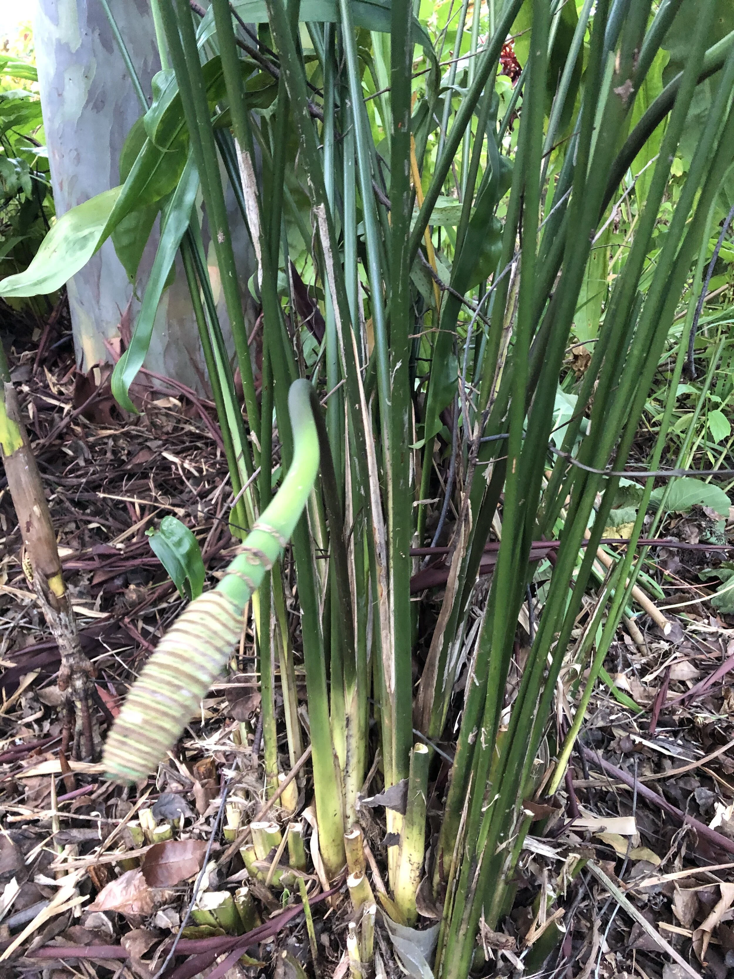 Cyclanthus bipartitus (2).jpg