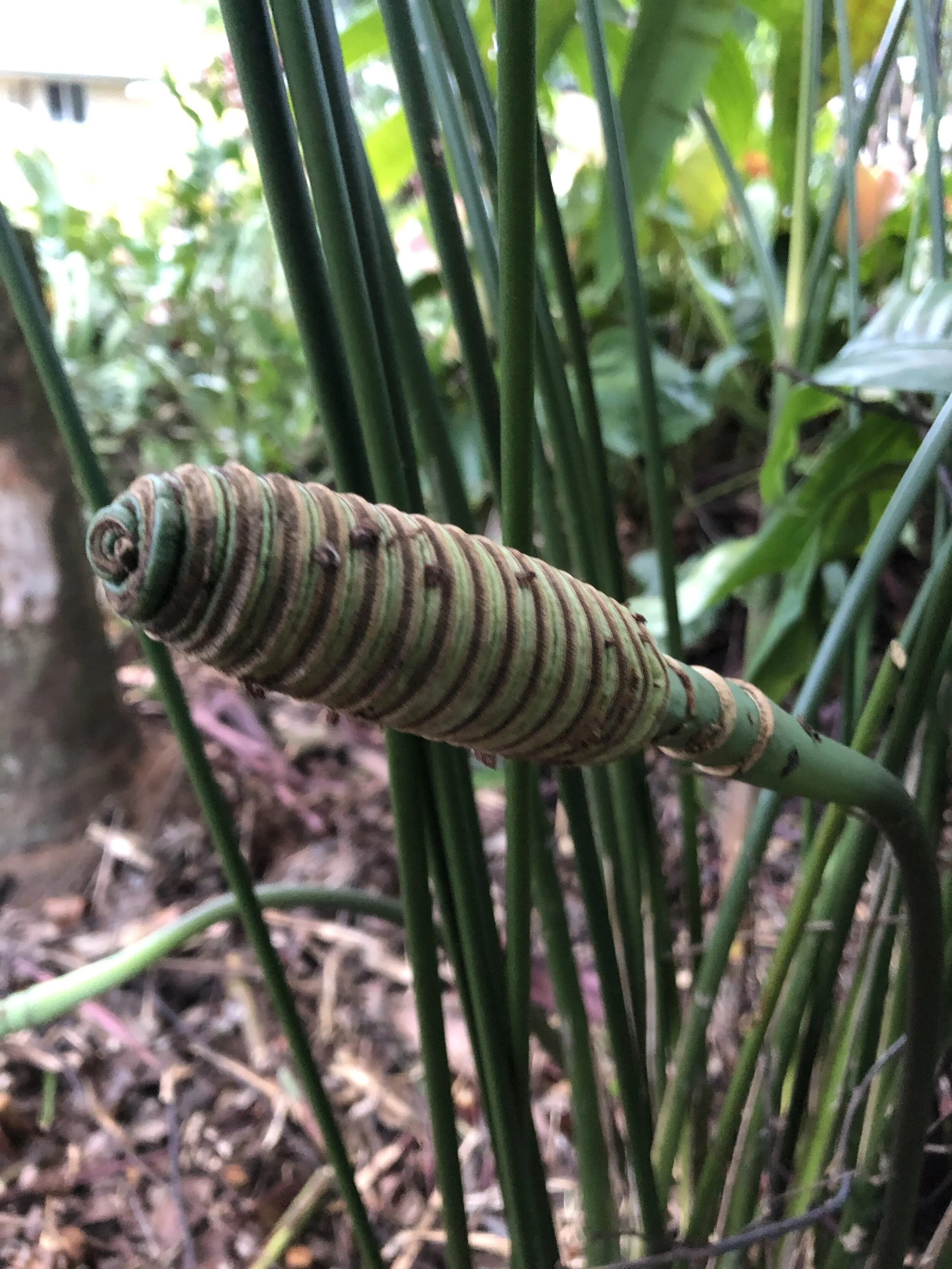 Cyclanthus bipartitus (3).jpg