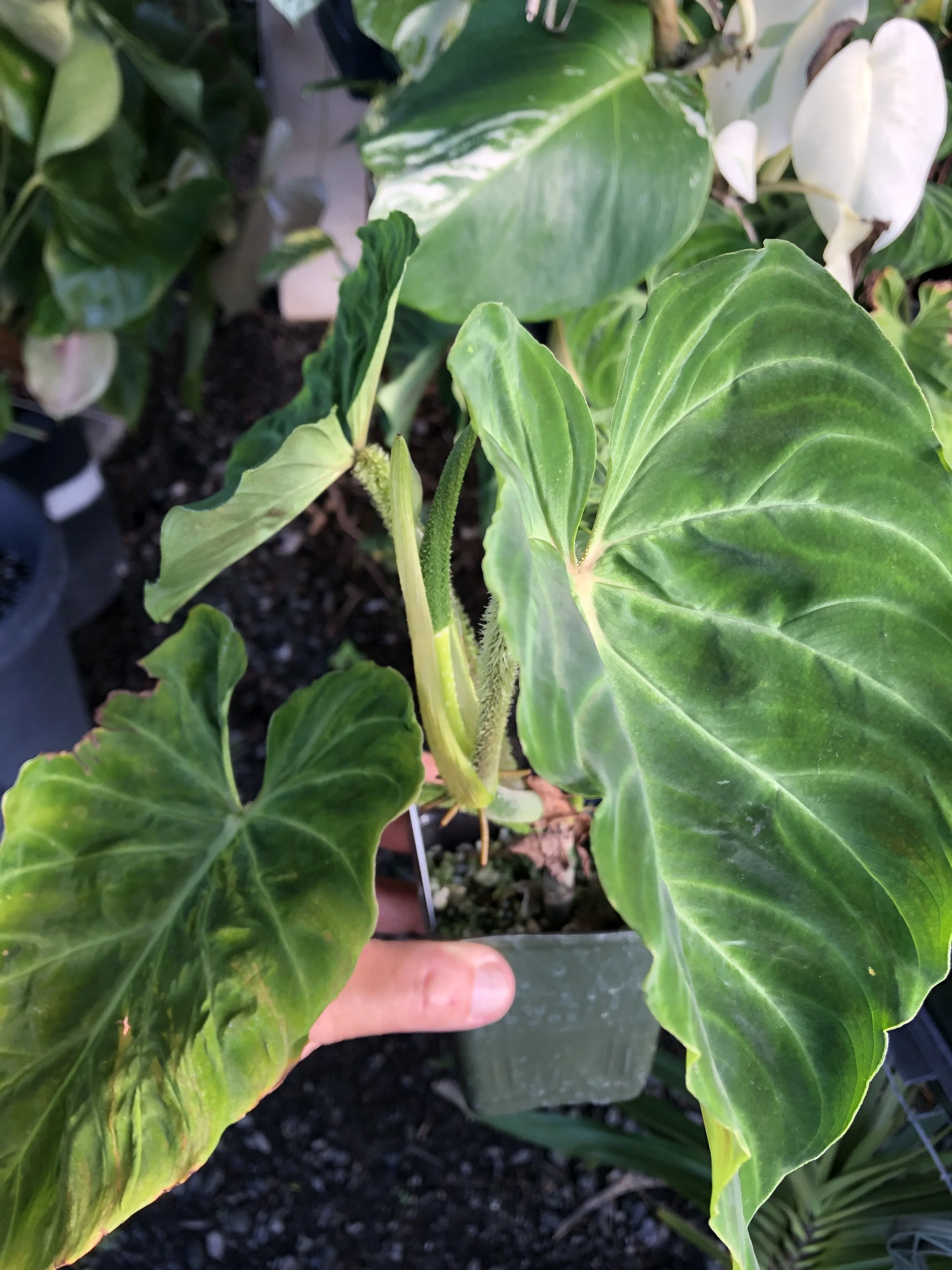 Philodendron verrucosum.jpg