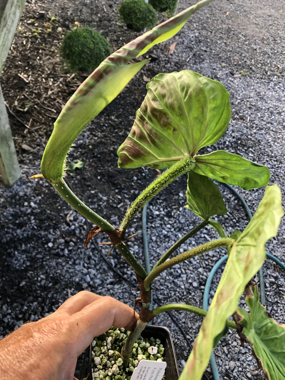 ficus plant price FICUS TRIANGULARIS VARIEGATA
