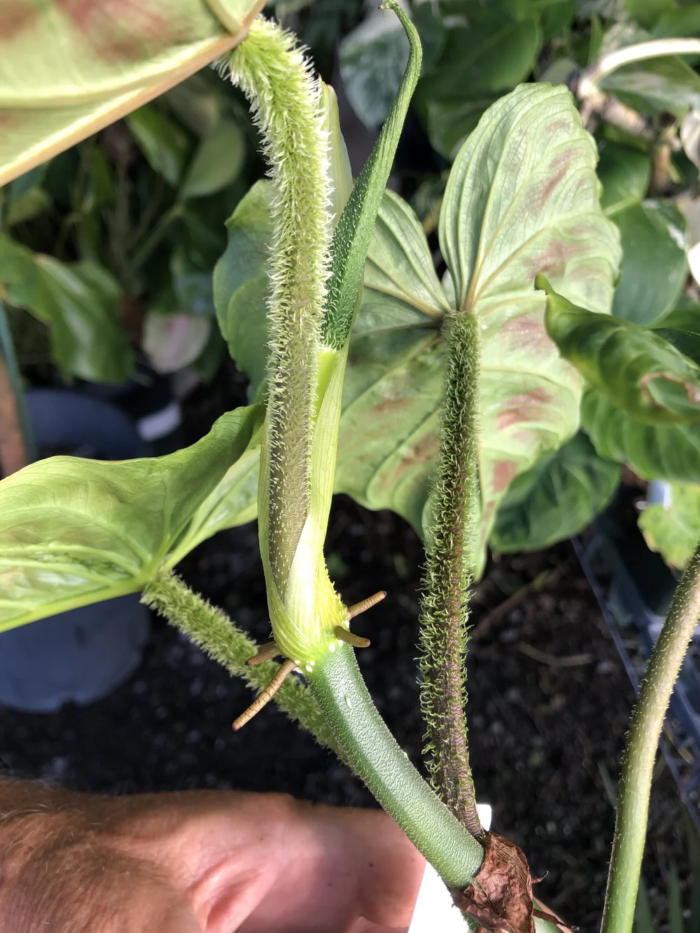 Philodendron verrucosum  Vintage Green Farms with Tom Piergrossi
