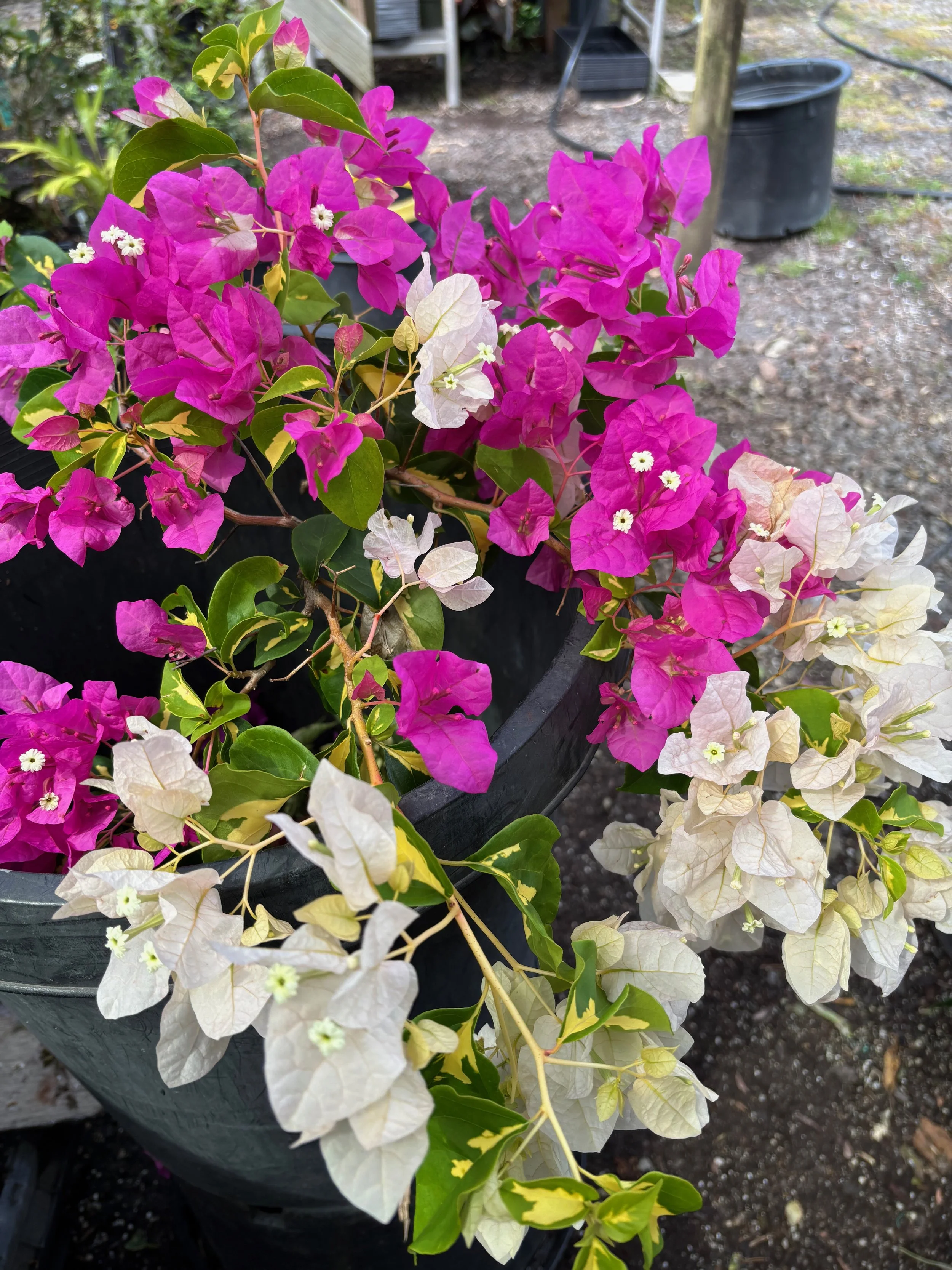 Bougainvillea 'Mary Palmer's Enchantment Var.' (3).jpeg